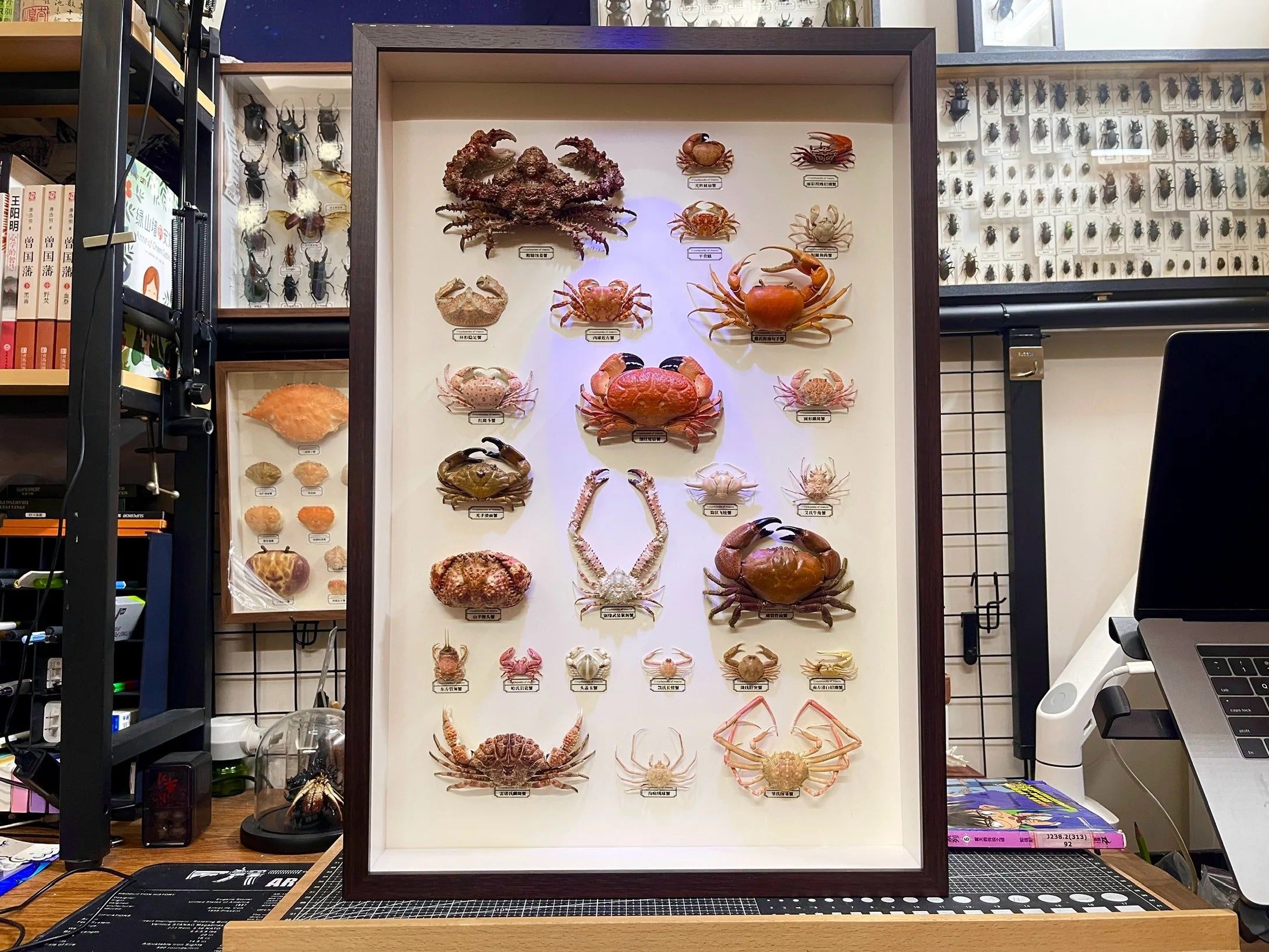 The Menippe Rumphii - Preserved Stone Crab Specimen with Oversized Claws