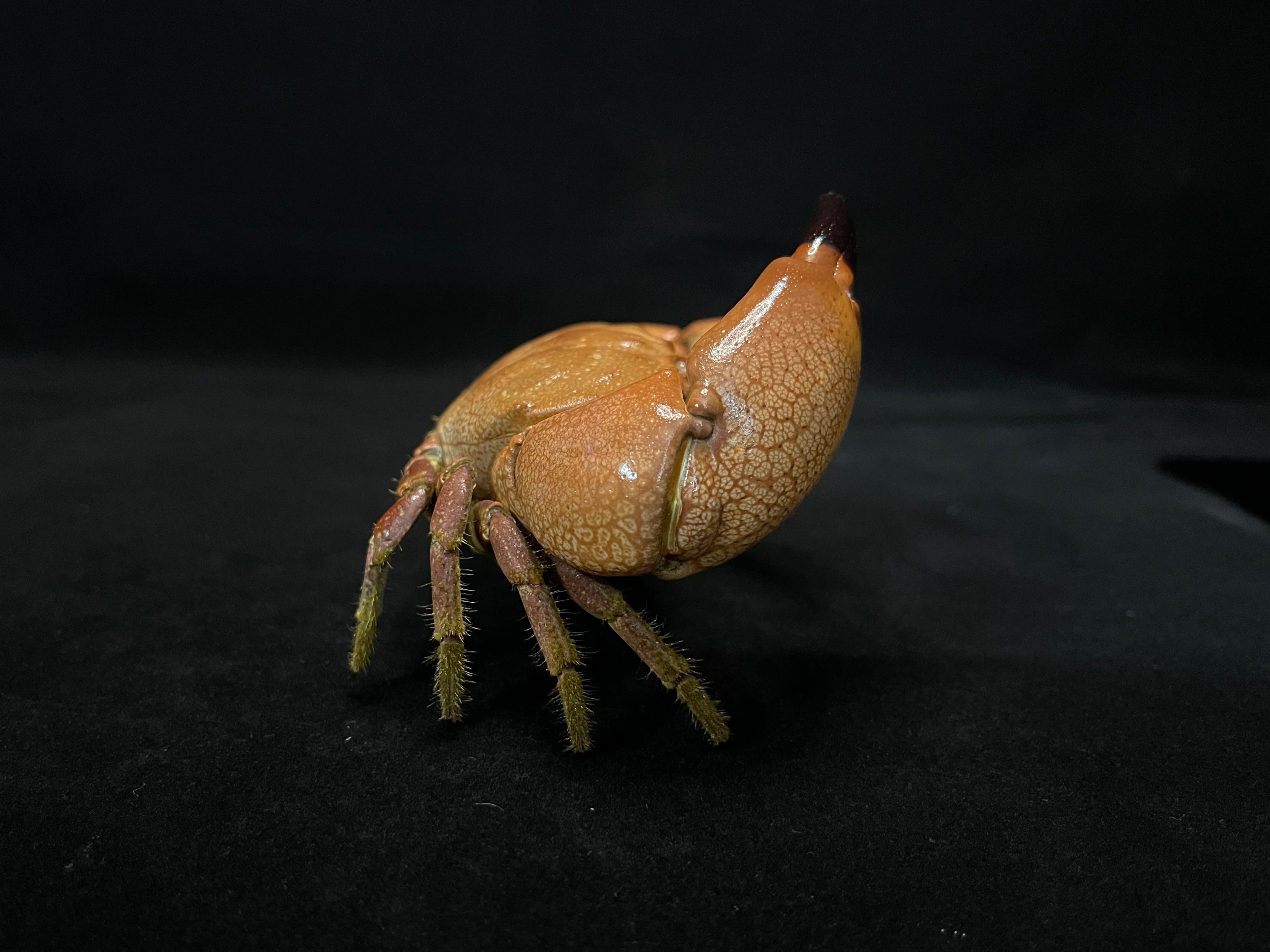 The Menippe Rumphii - Preserved Stone Crab Specimen with Oversized Claws