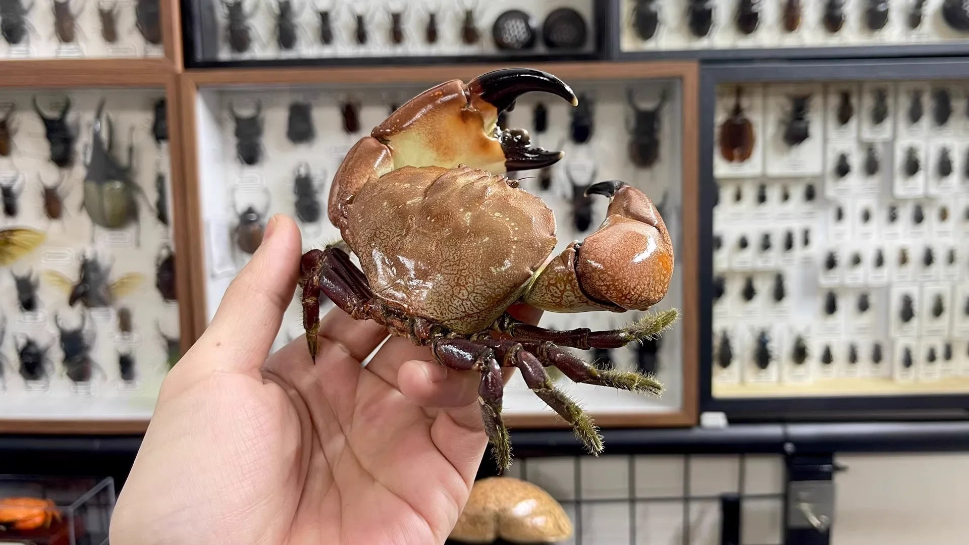 The Menippe Rumphii - Preserved Stone Crab Specimen with Oversized Claws