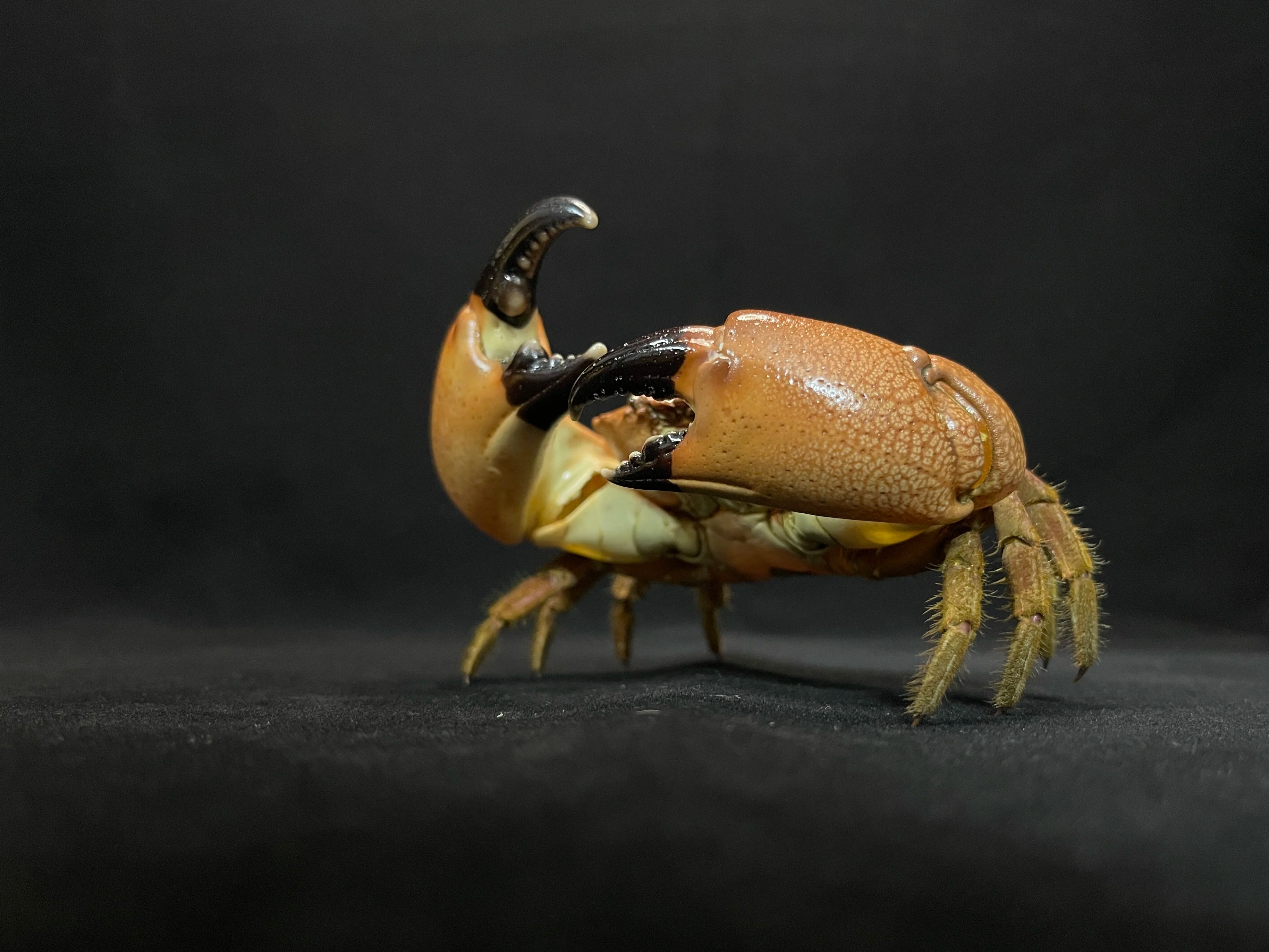 The Menippe Rumphii - Preserved Stone Crab Specimen with Oversized Claws
