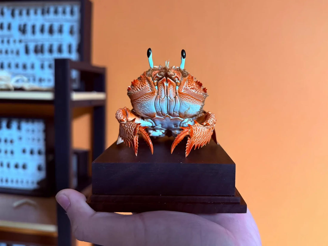 Ranina Ranina - Backwards Frog Crab with Blue Eye Stalks