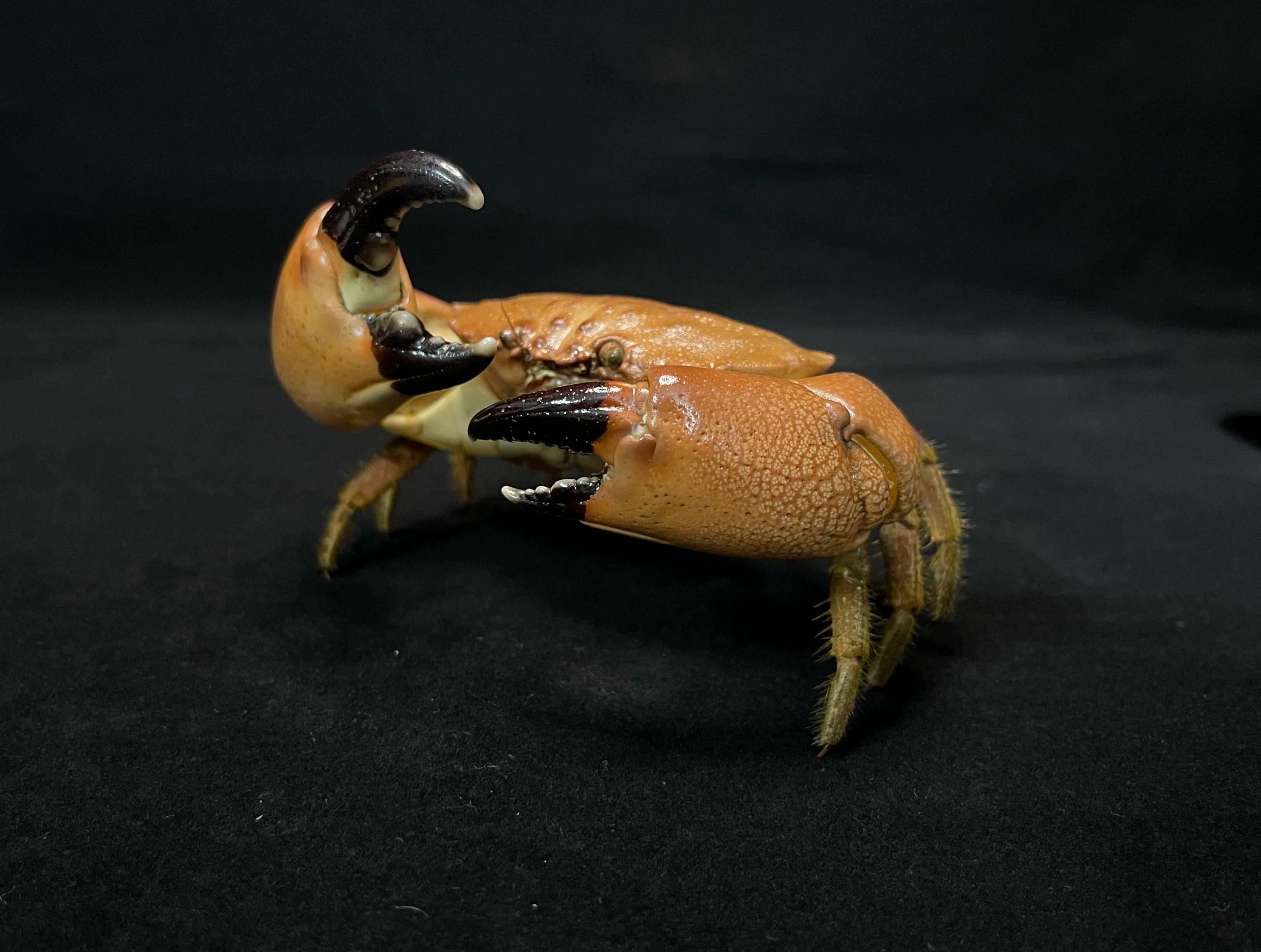 The Menippe Rumphii - Preserved Stone Crab Specimen with Oversized Claws