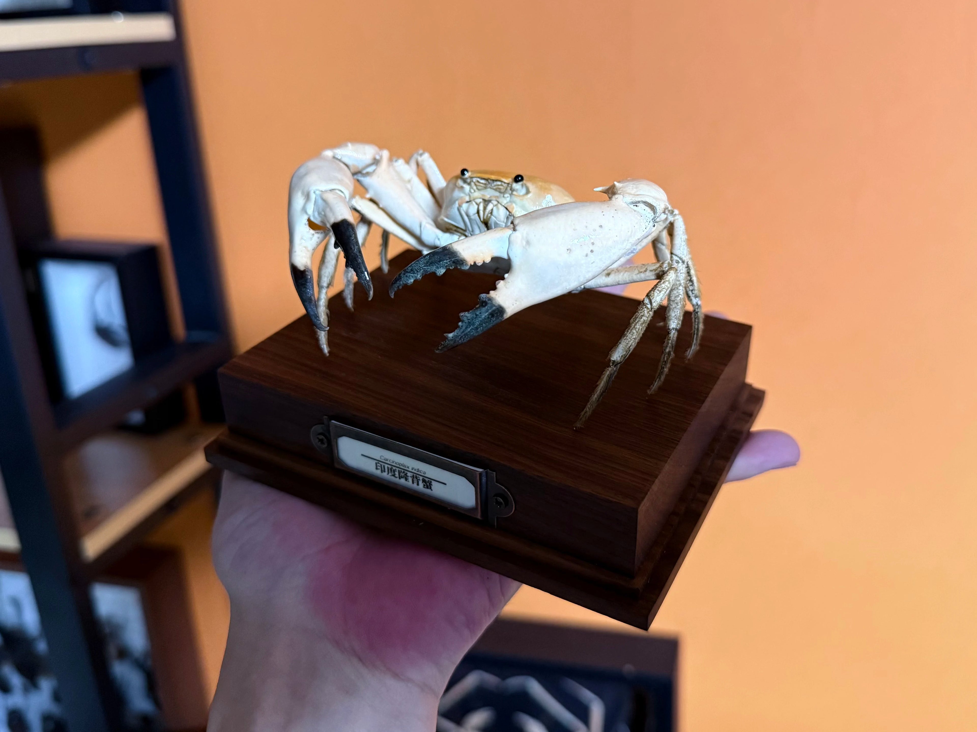 The Carcinoplax Indica - Rare Humpback Crab with Red Dorsal Spot