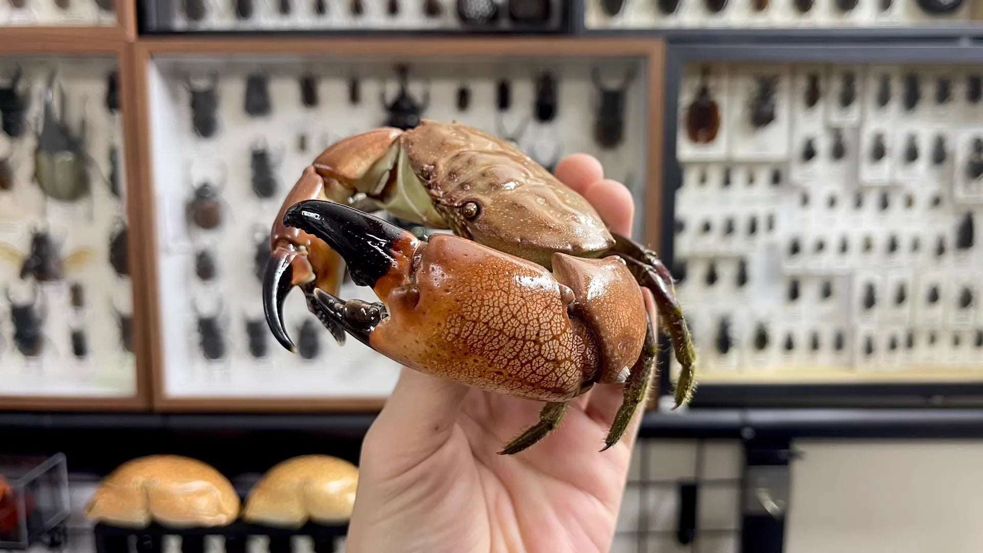 The Menippe Rumphii - Preserved Stone Crab Specimen with Oversized Claws