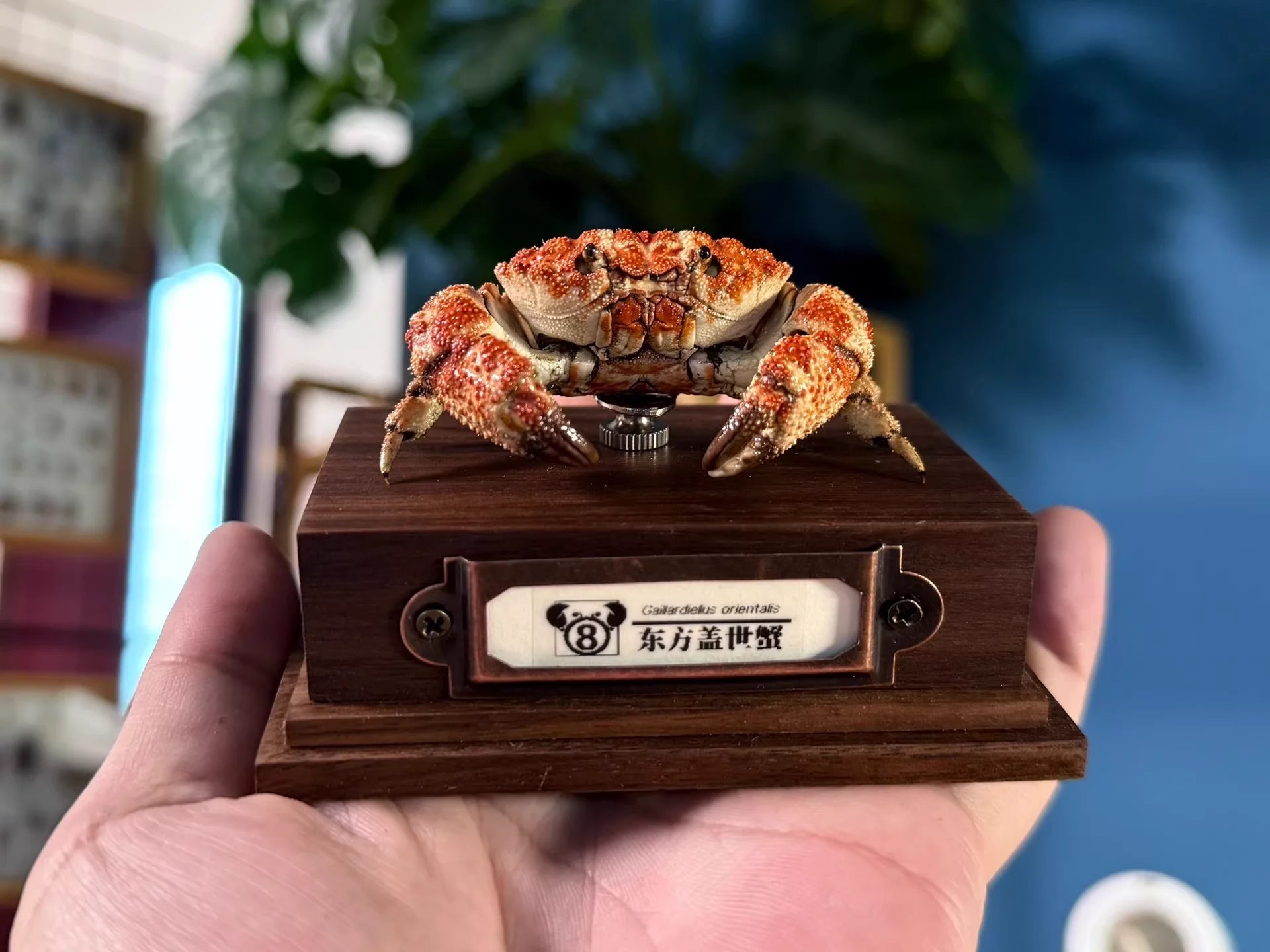 The Gaillardiellus Orientalis - Preserved Crab Specimen