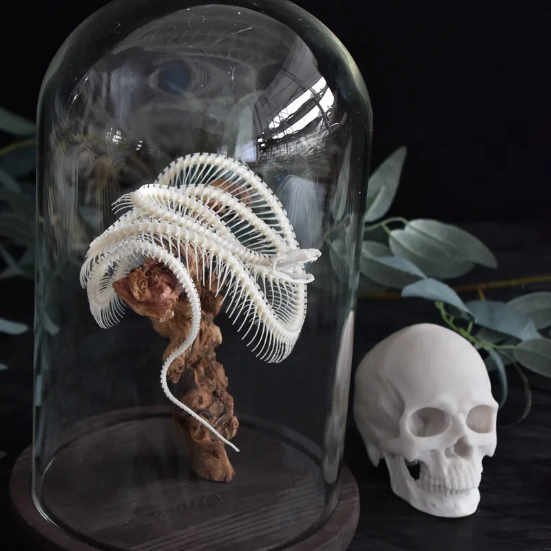 Natural Bone Snake Skeleton Specimen