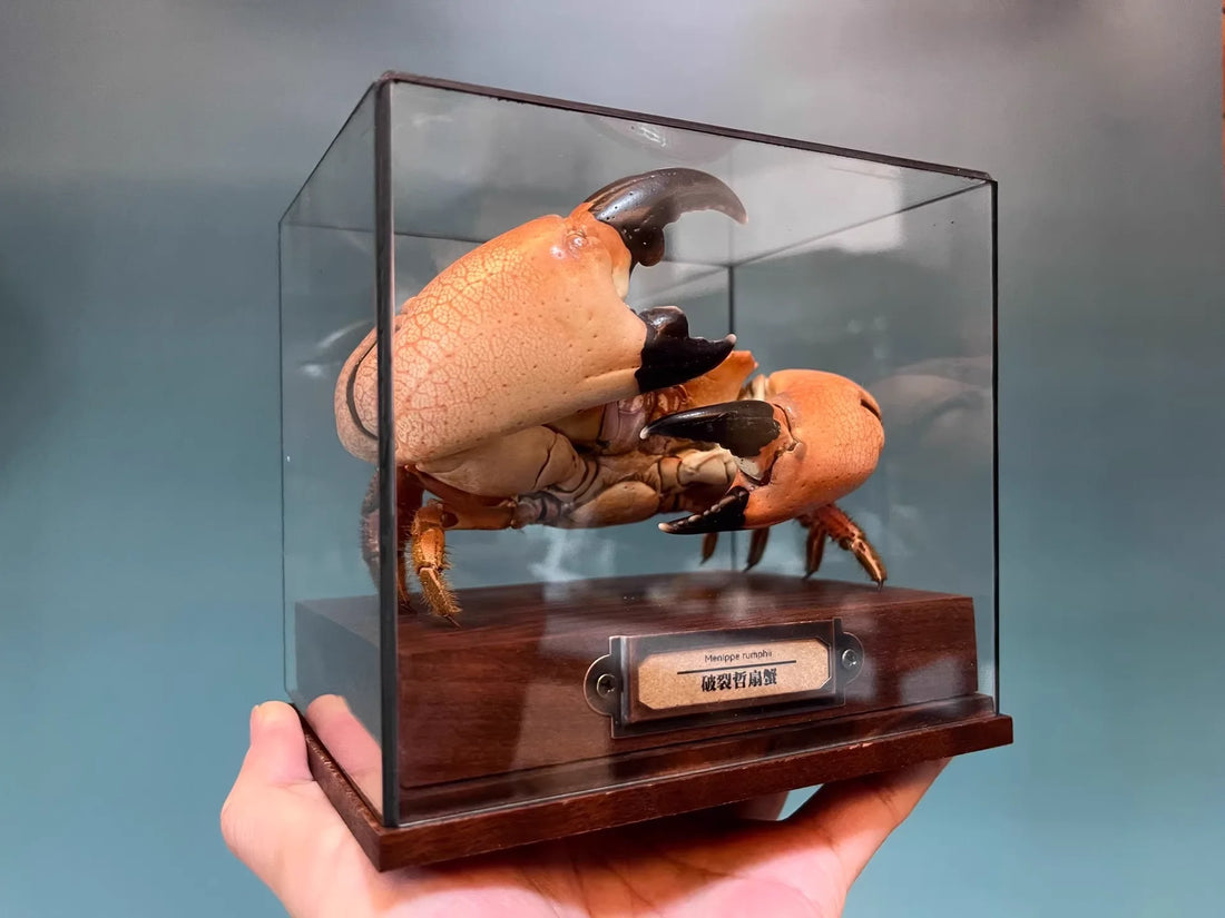 The Menippe Rumphii - Preserved Stone Crab Specimen with Oversized Claws