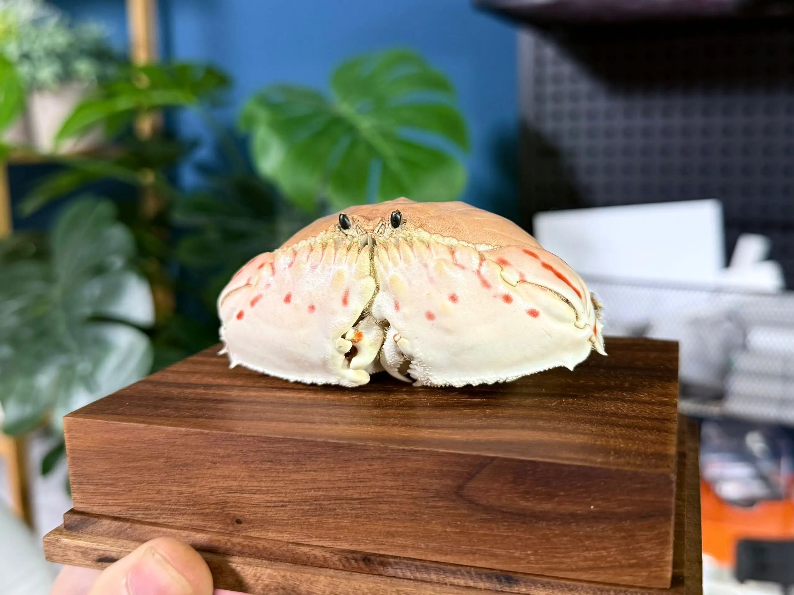 Calappa Lophos - Box Crab Specimen with Spotted Dome Shell