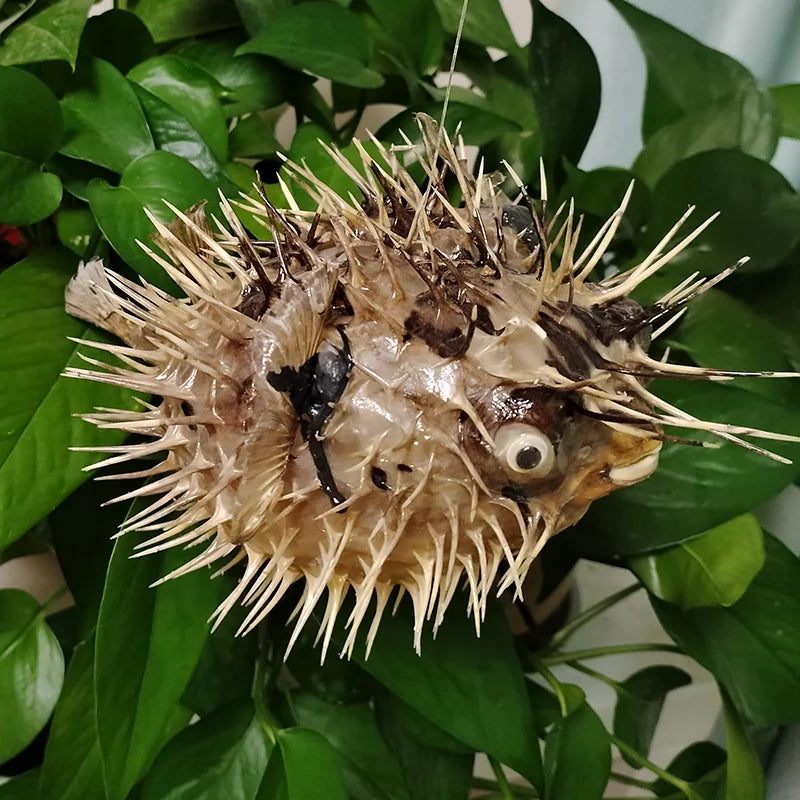 Preserved Pufferfish Specimen