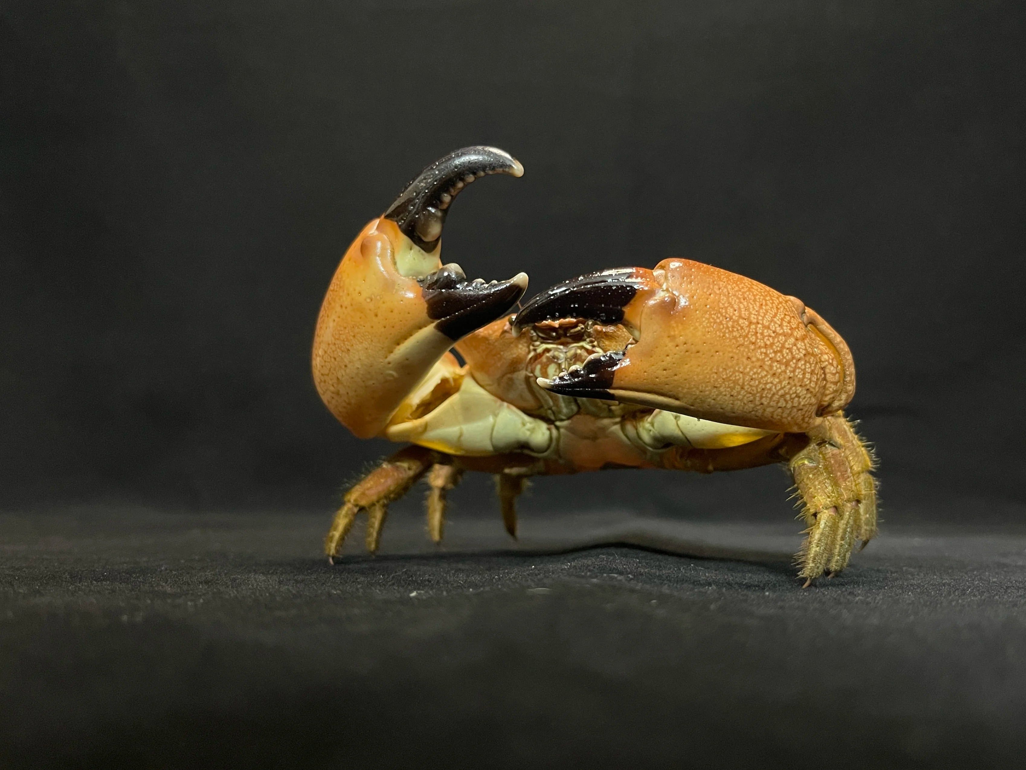 The Menippe Rumphii - Preserved Stone Crab Specimen with Oversized Claws