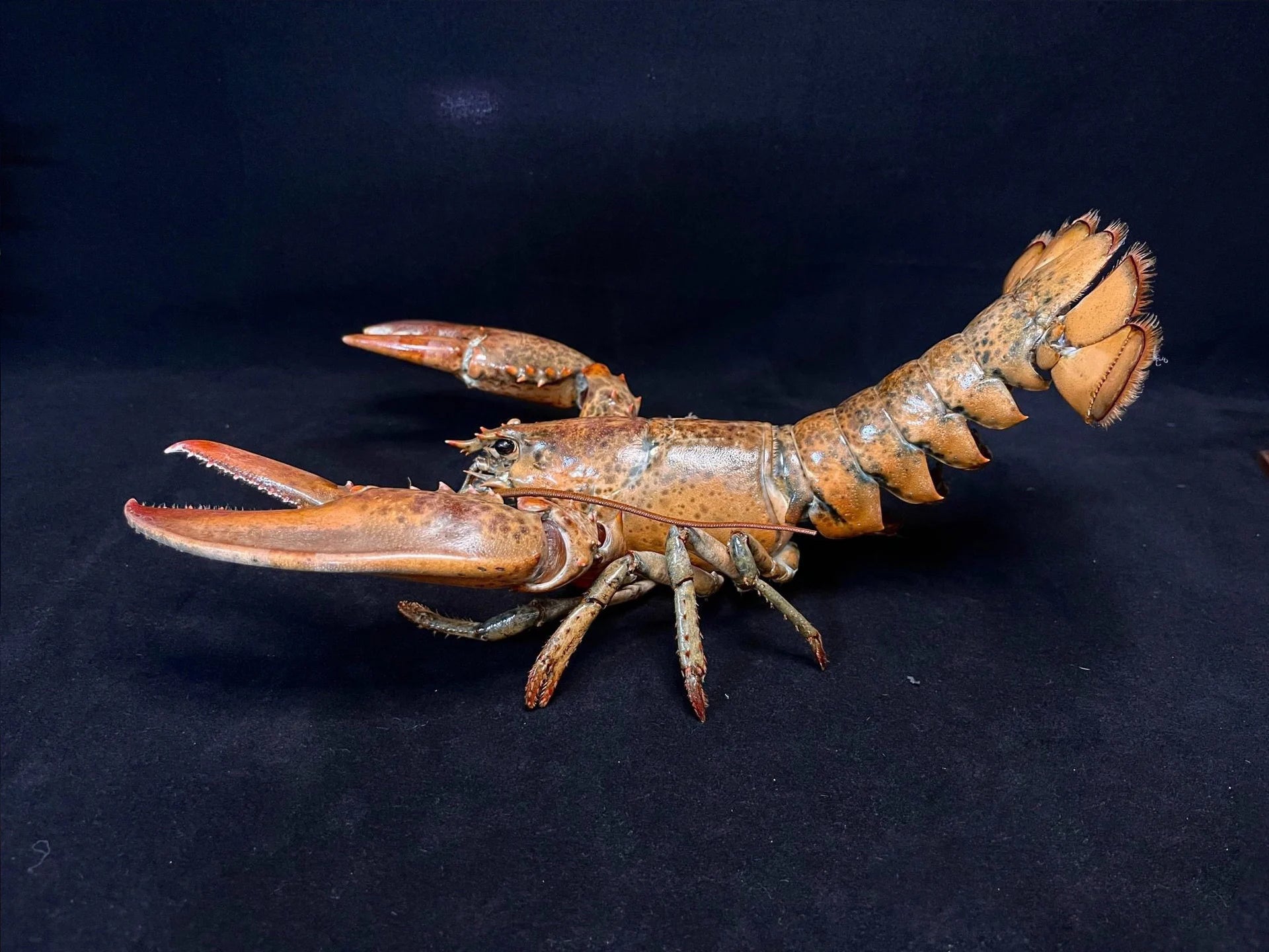The Homarus Americanus - Preserved American Lobster Specimen