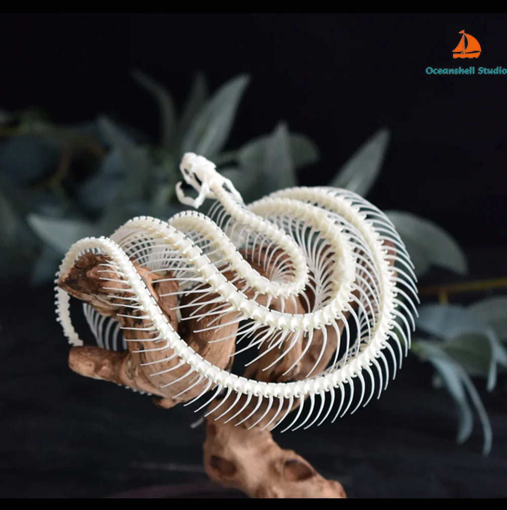 Natural Bone Snake Skeleton Specimen