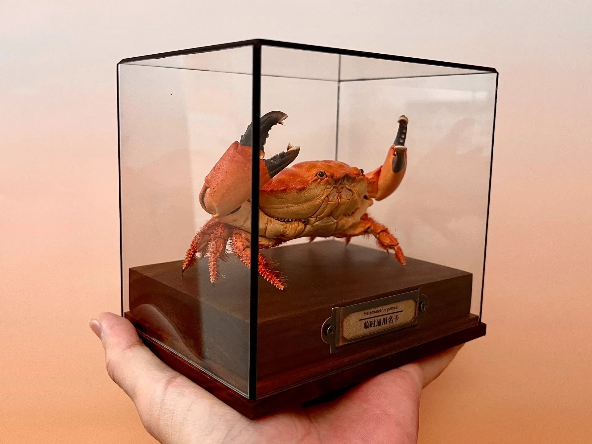 The Etisus Dentatus - Preserved Crab Specimen with Warm Coloring