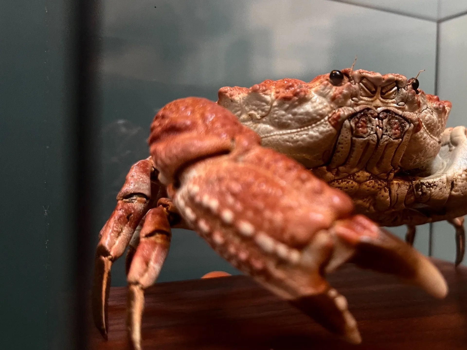 The Demania Baccalipes - Preserved Crab Specimen