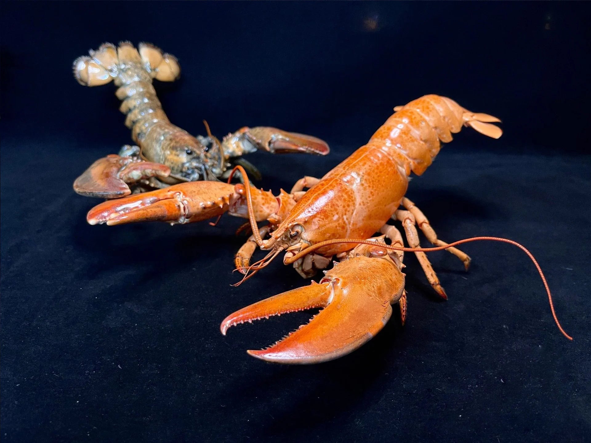 The Homarus Americanus - Preserved American Lobster Specimen
