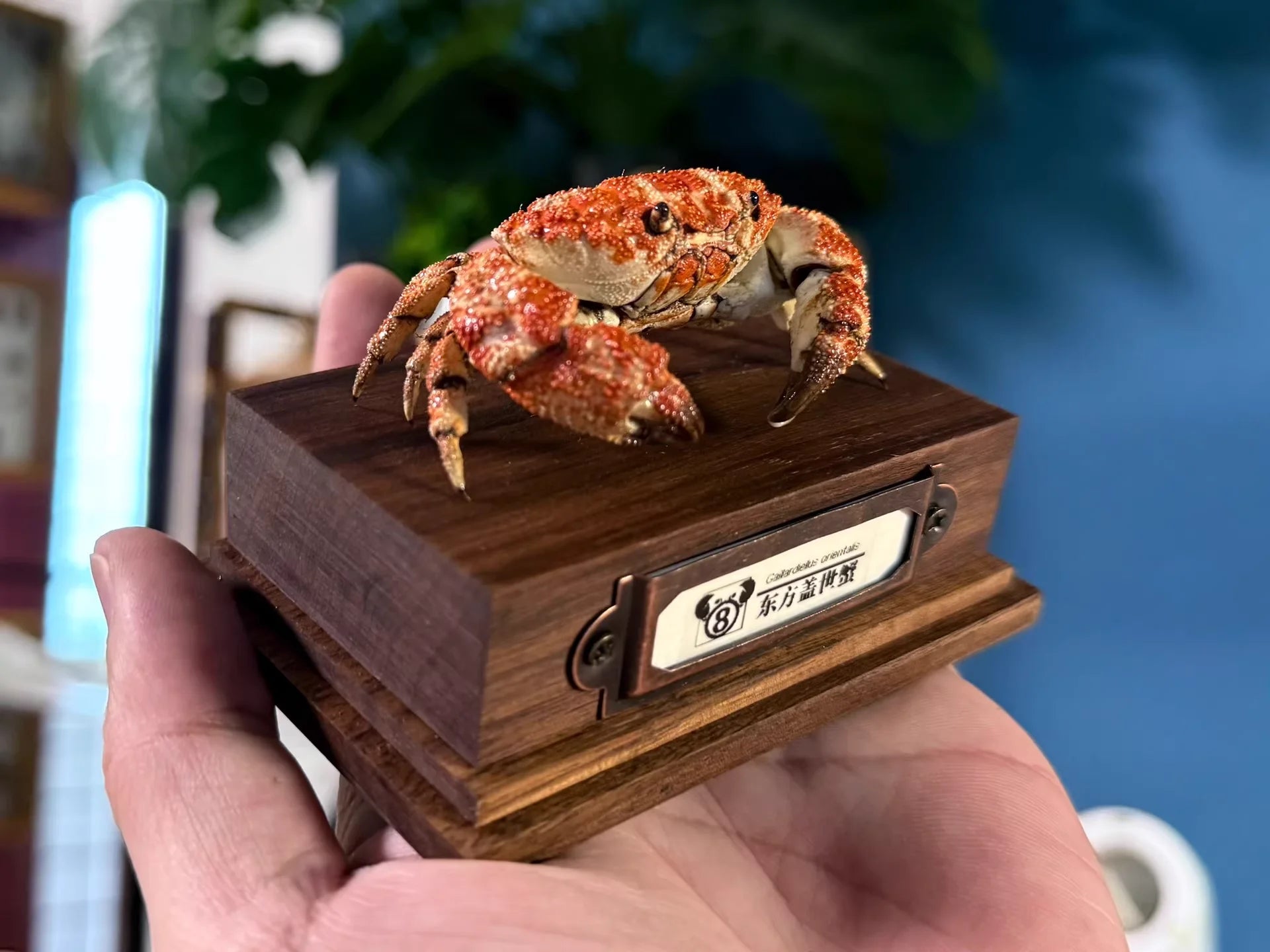 The Gaillardiellus Orientalis - Preserved Crab Specimen