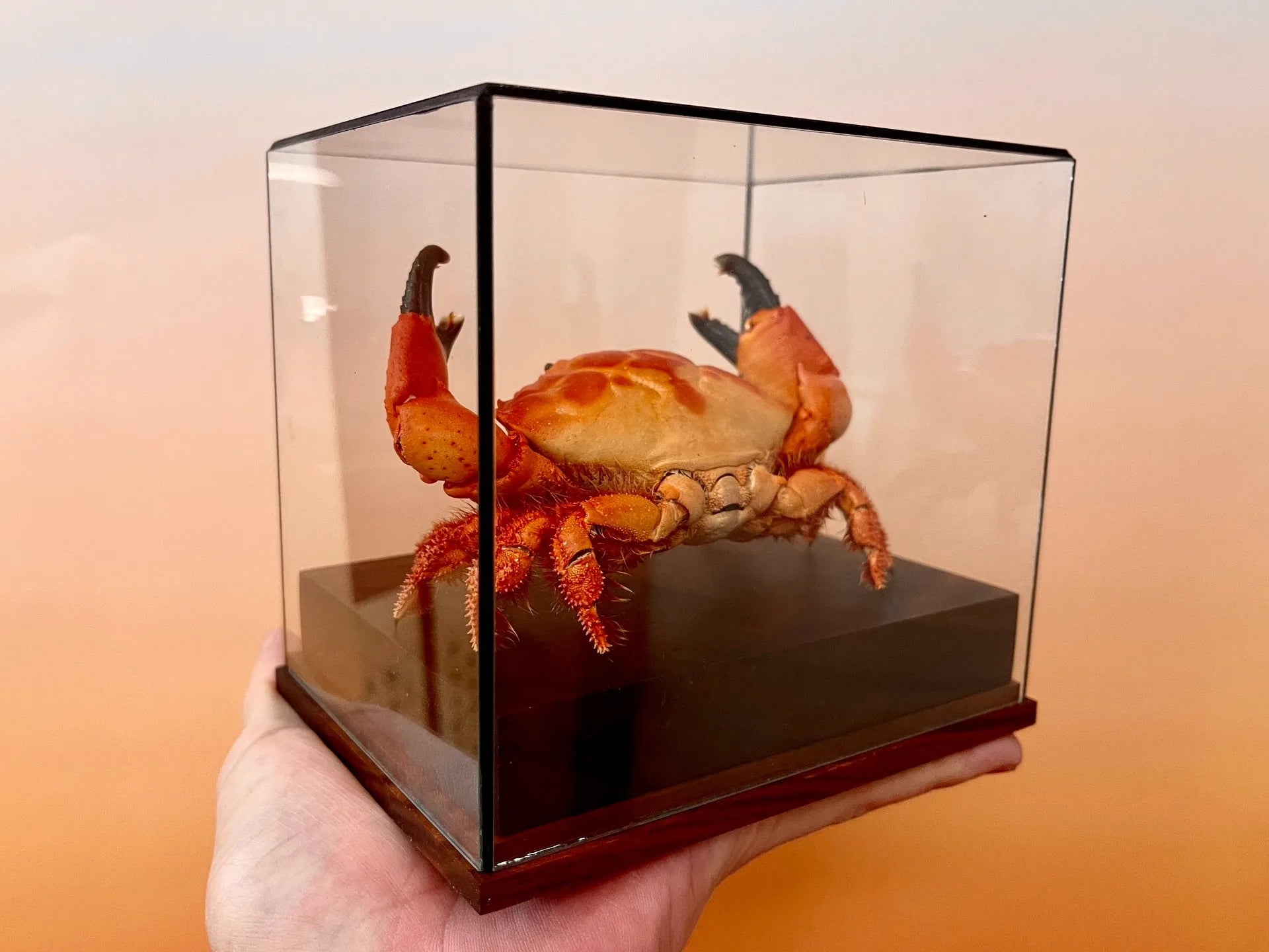 The Etisus Dentatus - Preserved Crab Specimen with Warm Coloring