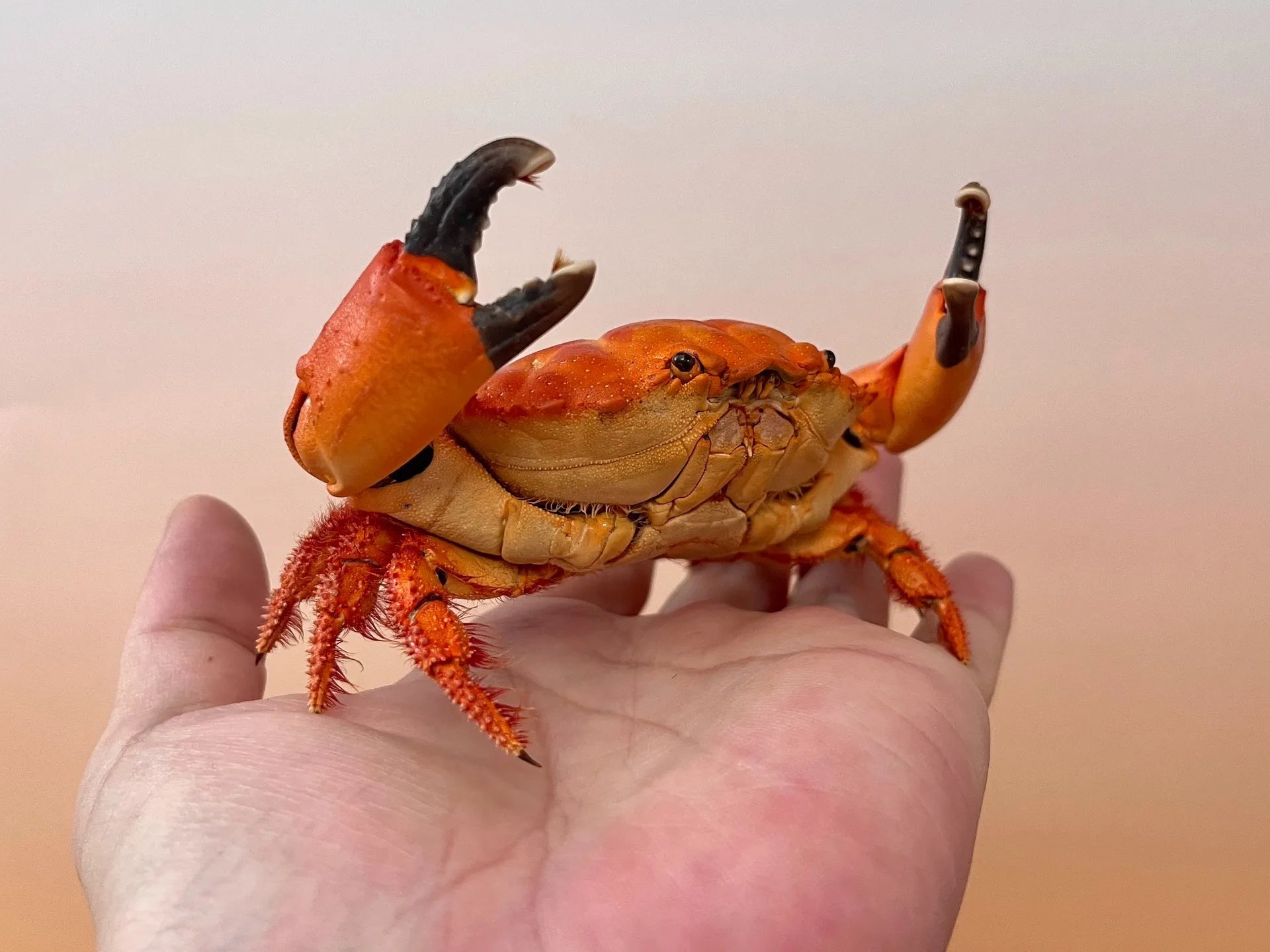 The Etisus Dentatus - Preserved Crab Specimen with Warm Coloring