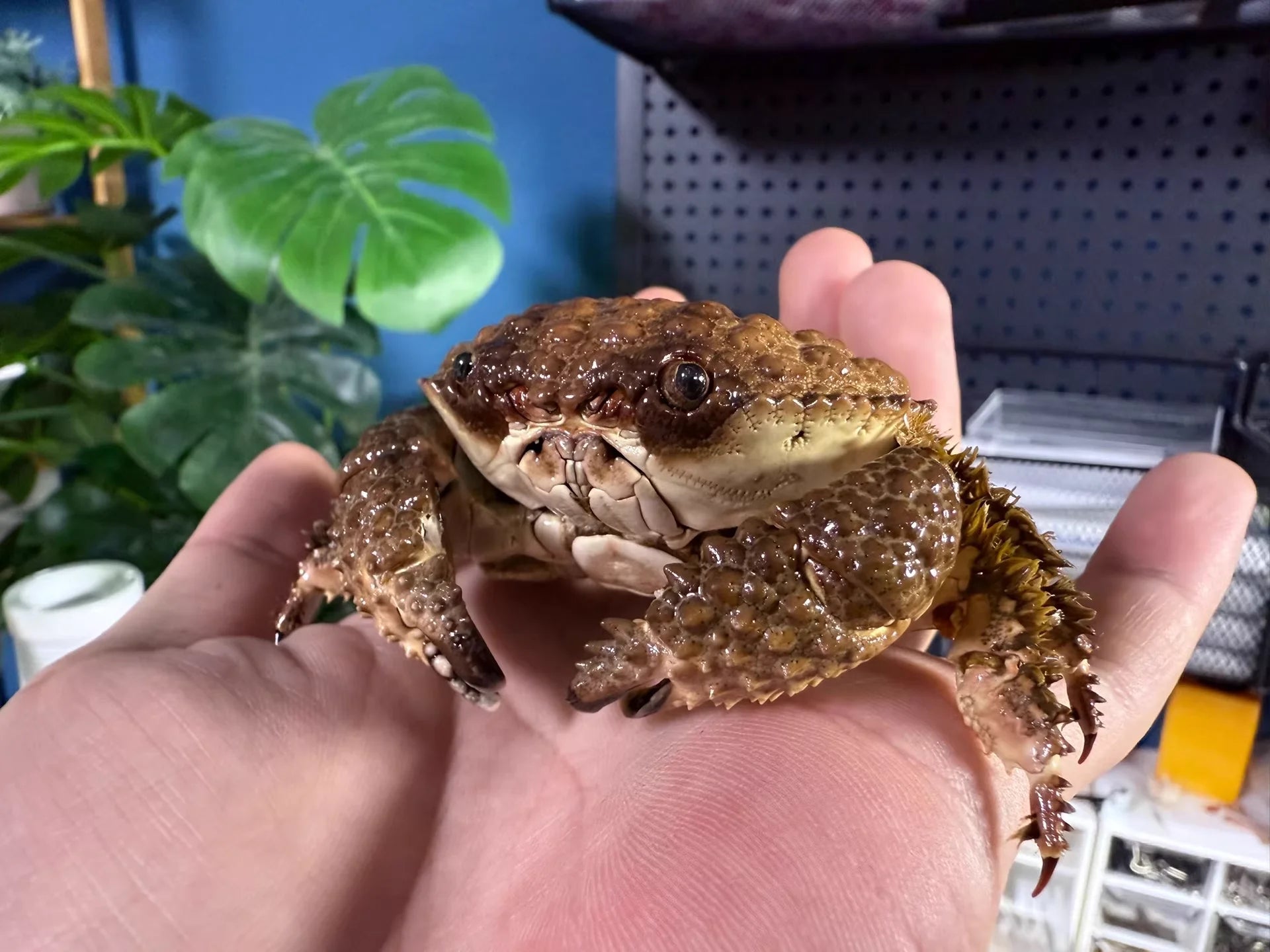 Daira Perlata - Pearl-Textured Crab with Bumpy Shell