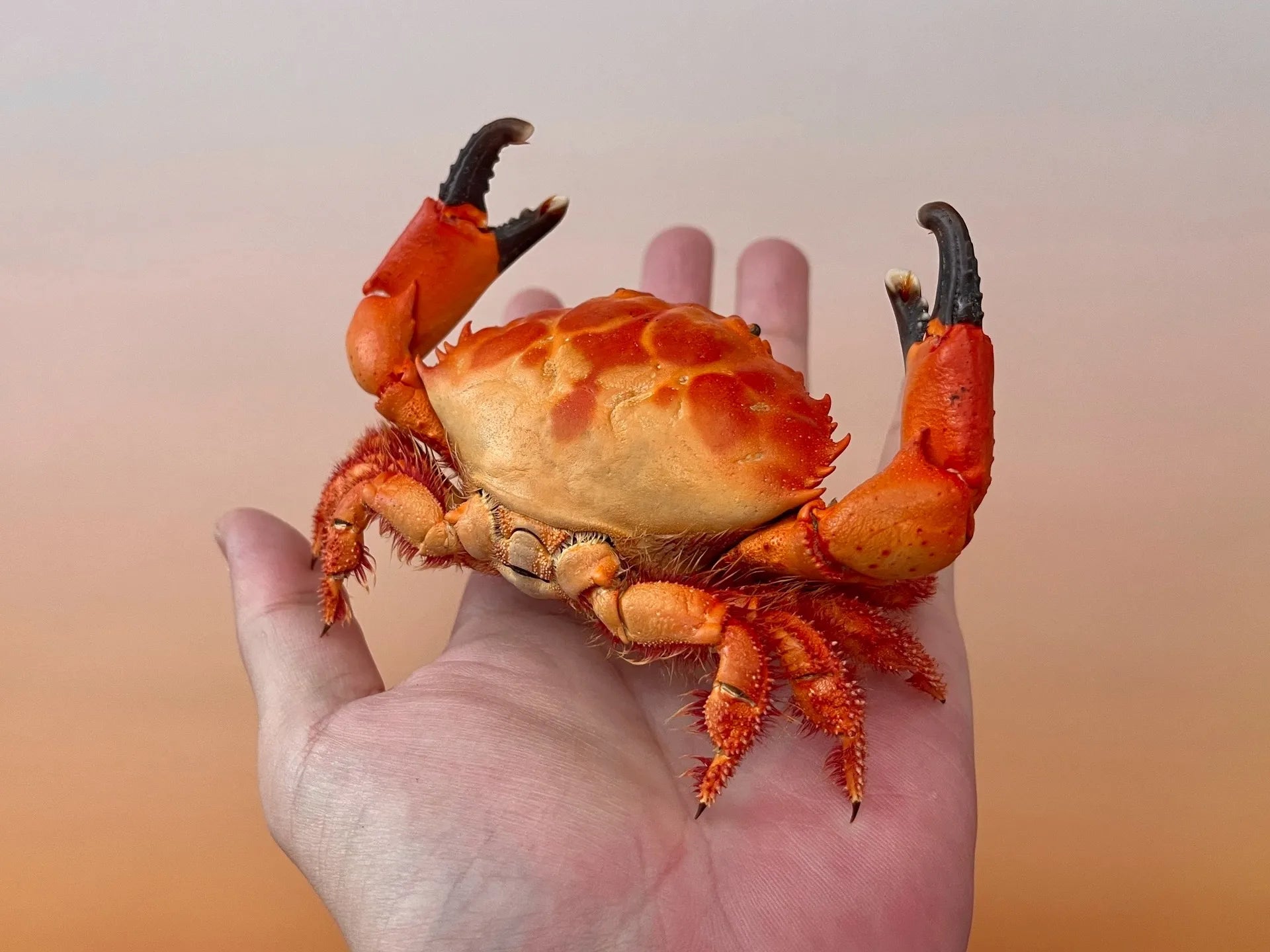 The Etisus Dentatus - Preserved Crab Specimen with Warm Coloring