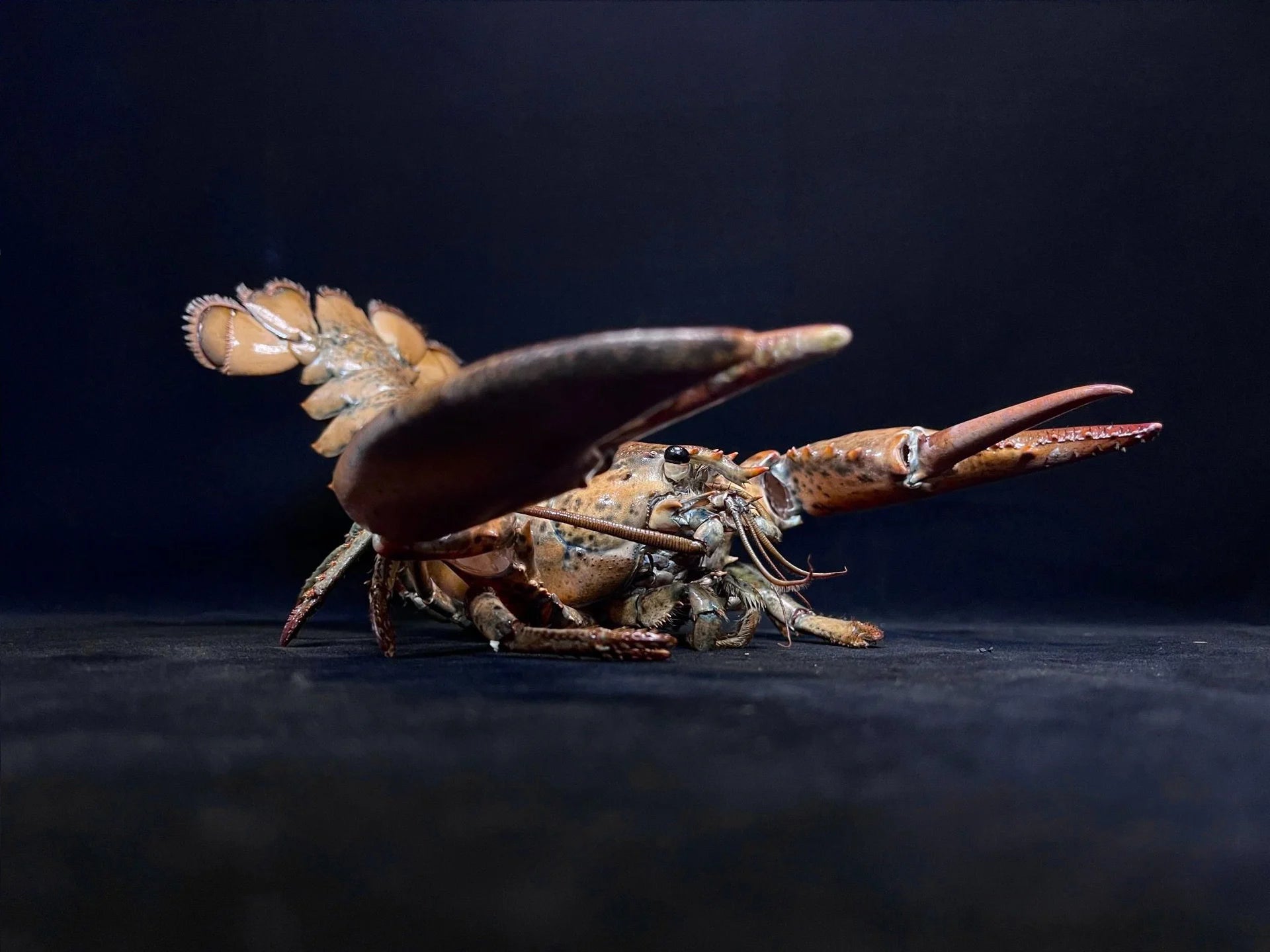 The Homarus Americanus - Preserved American Lobster Specimen