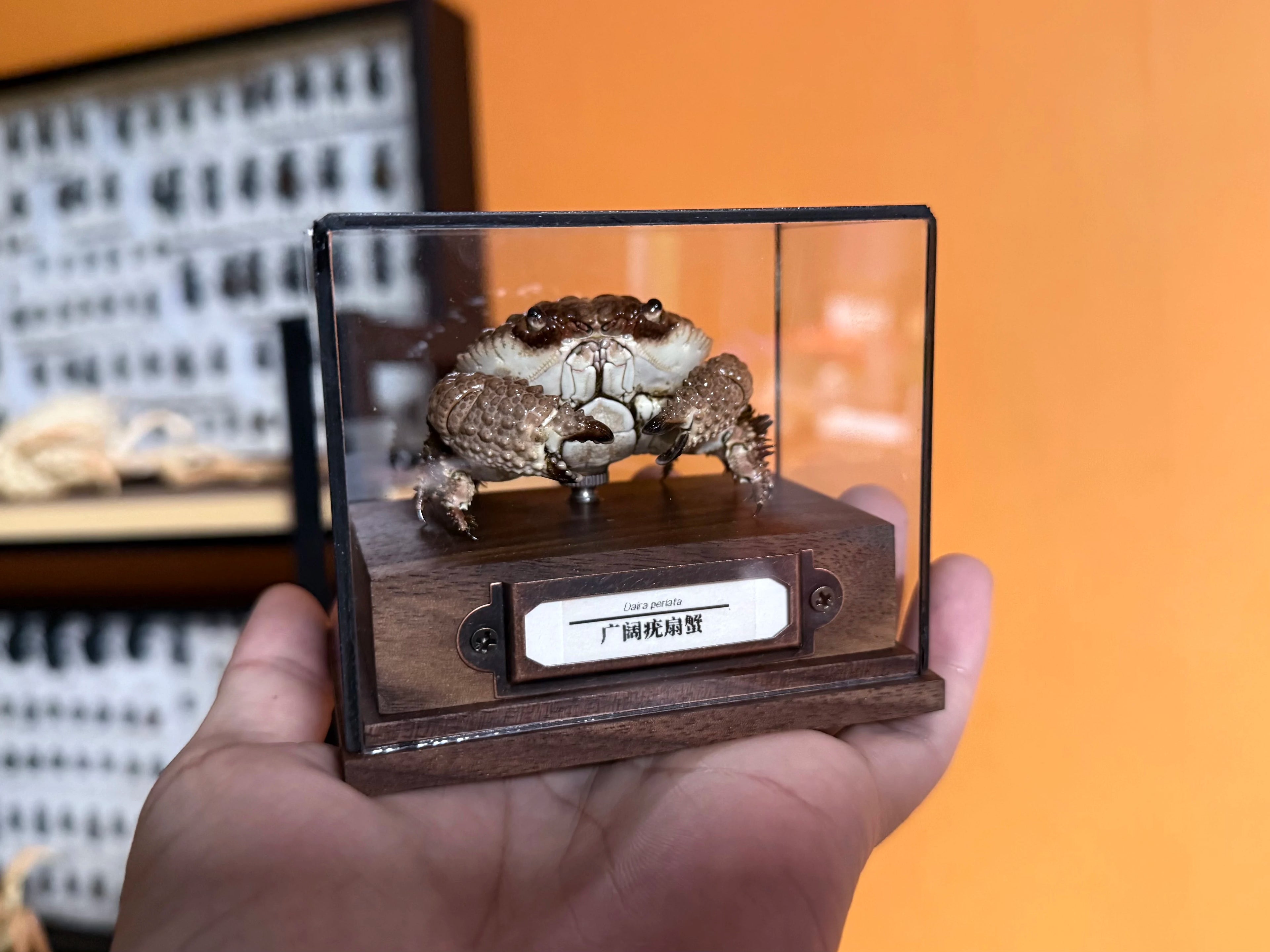 Daira Perlata - Pearl-Textured Crab with Bumpy Shell