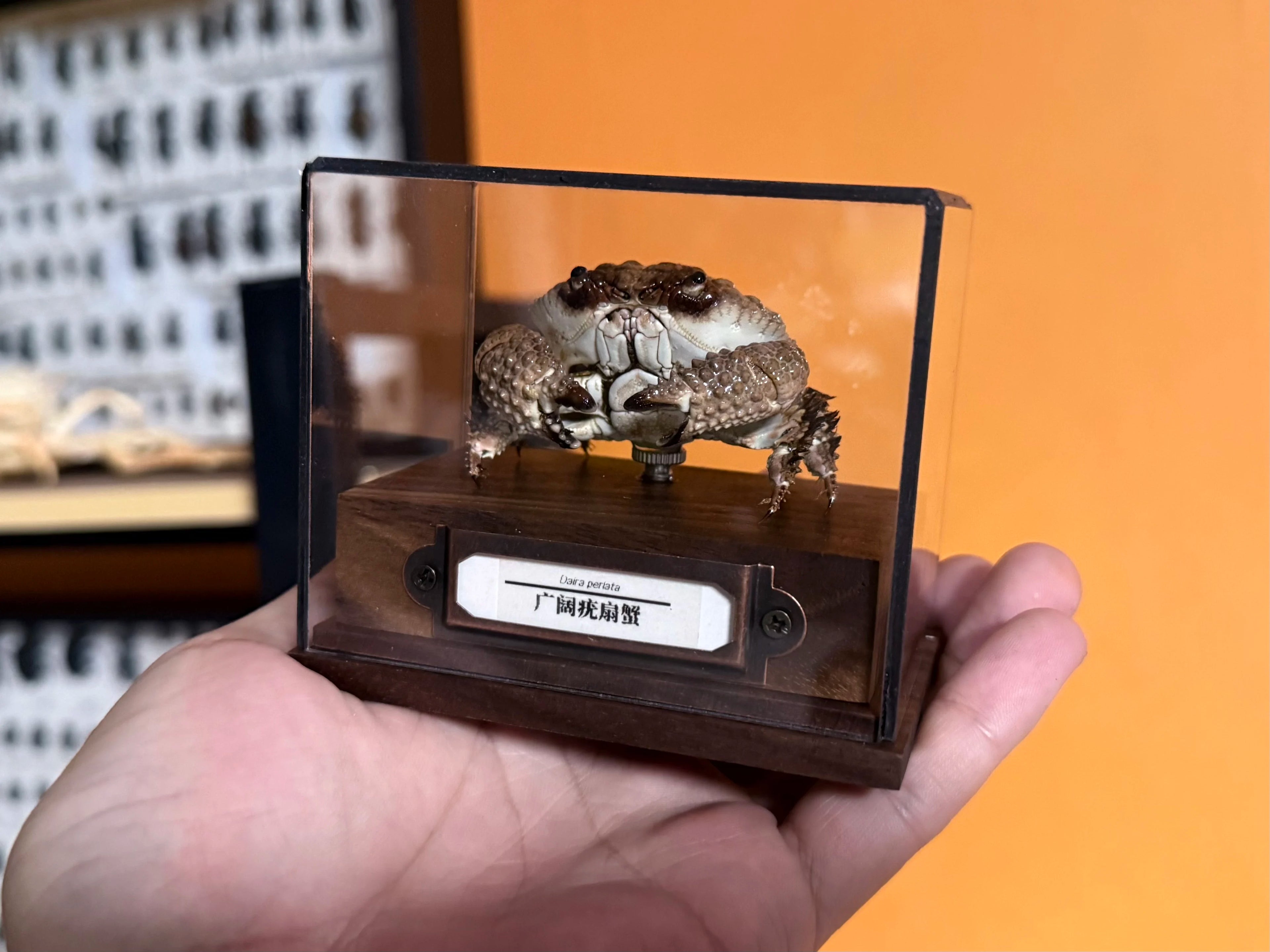 Daira Perlata - Pearl-Textured Crab with Bumpy Shell