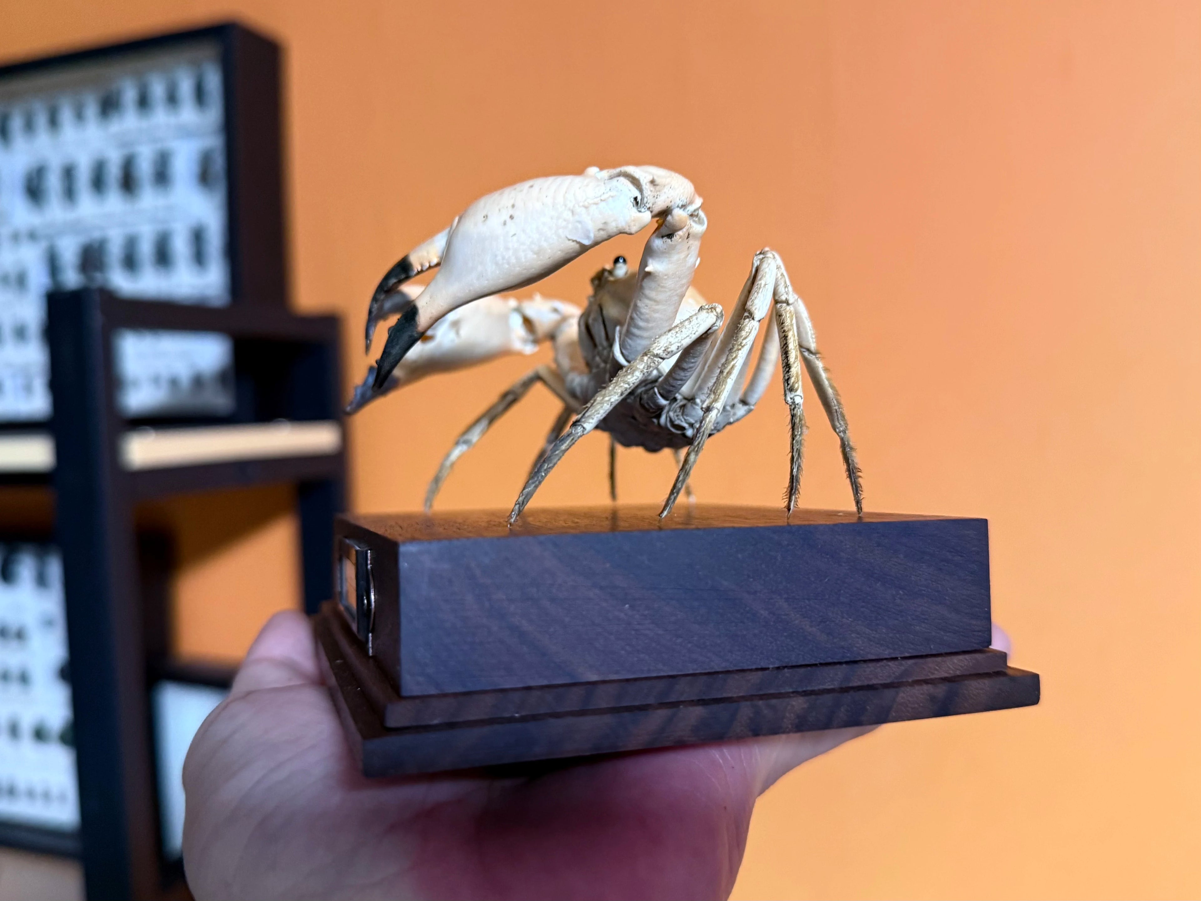 The Carcinoplax Indica - Rare Humpback Crab with Red Dorsal Spot