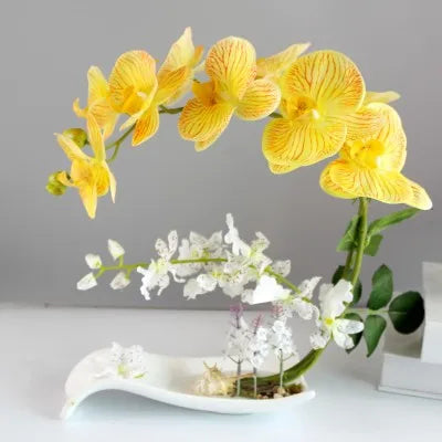 Eternal Grace™ - Arrangements da Butterflor Orchidea cun Vasa da Ceramica