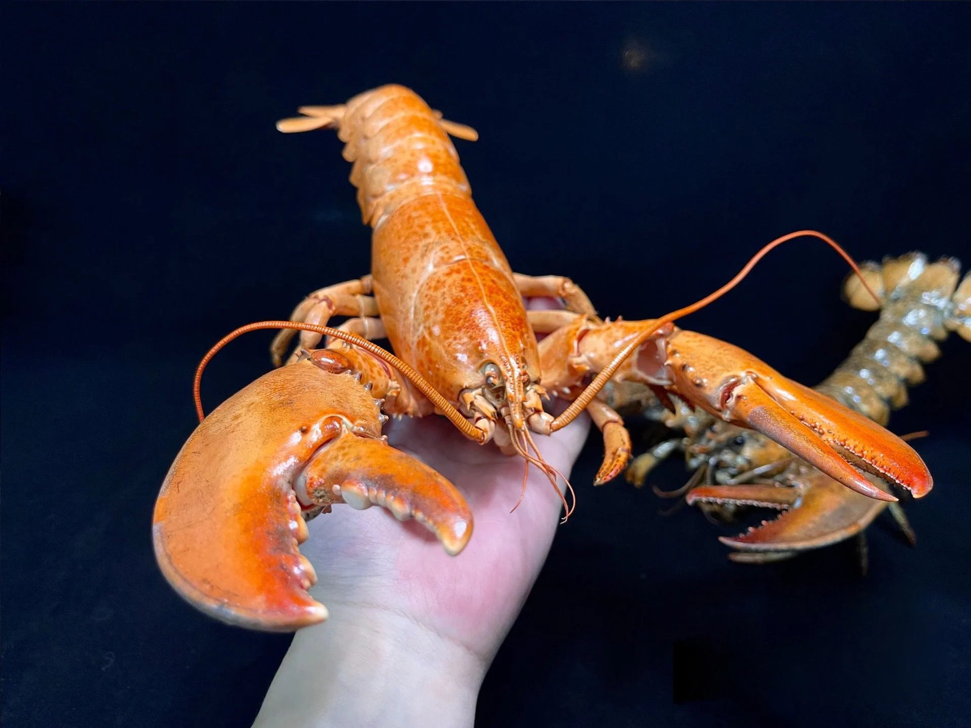 The Homarus Americanus - Preserved American Lobster Specimen