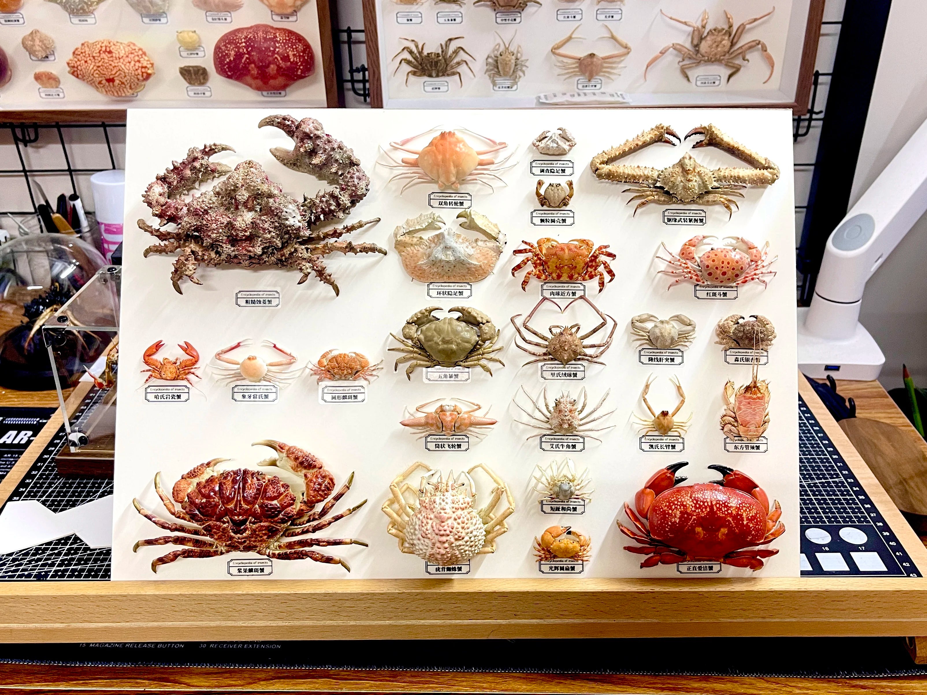 The Gaillardiellus Orientalis - Preserved Crab Specimen