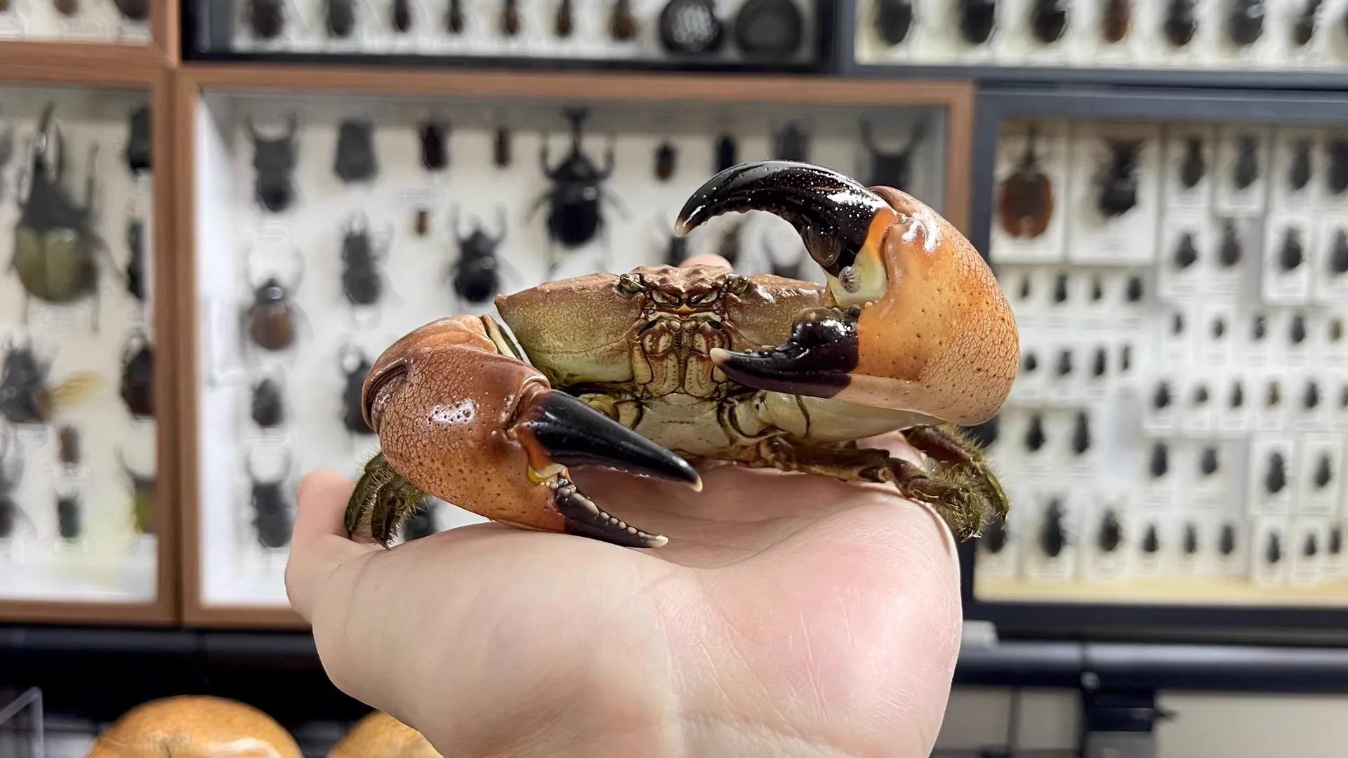The Menippe Rumphii - Preserved Stone Crab Specimen with Oversized Claws