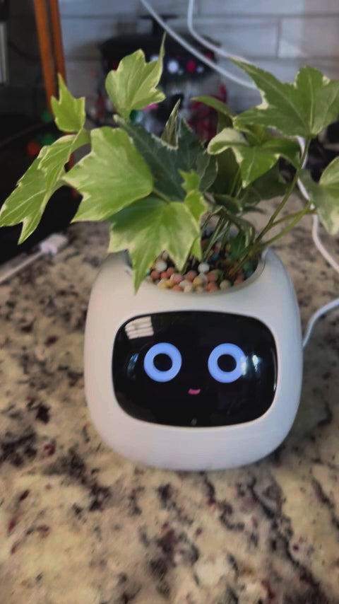 Ivy - Il Planter Intelligent