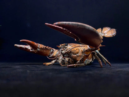 The Homarus Americanus - Preserved American Lobster Specimen