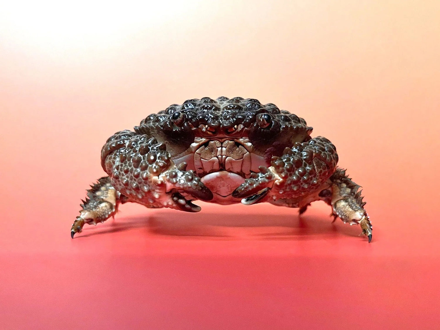 Daira Perlata - Pearl-Textured Crab with Bumpy Shell