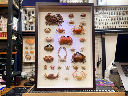 The Demania Baccalipes - Preserved Crab Specimen