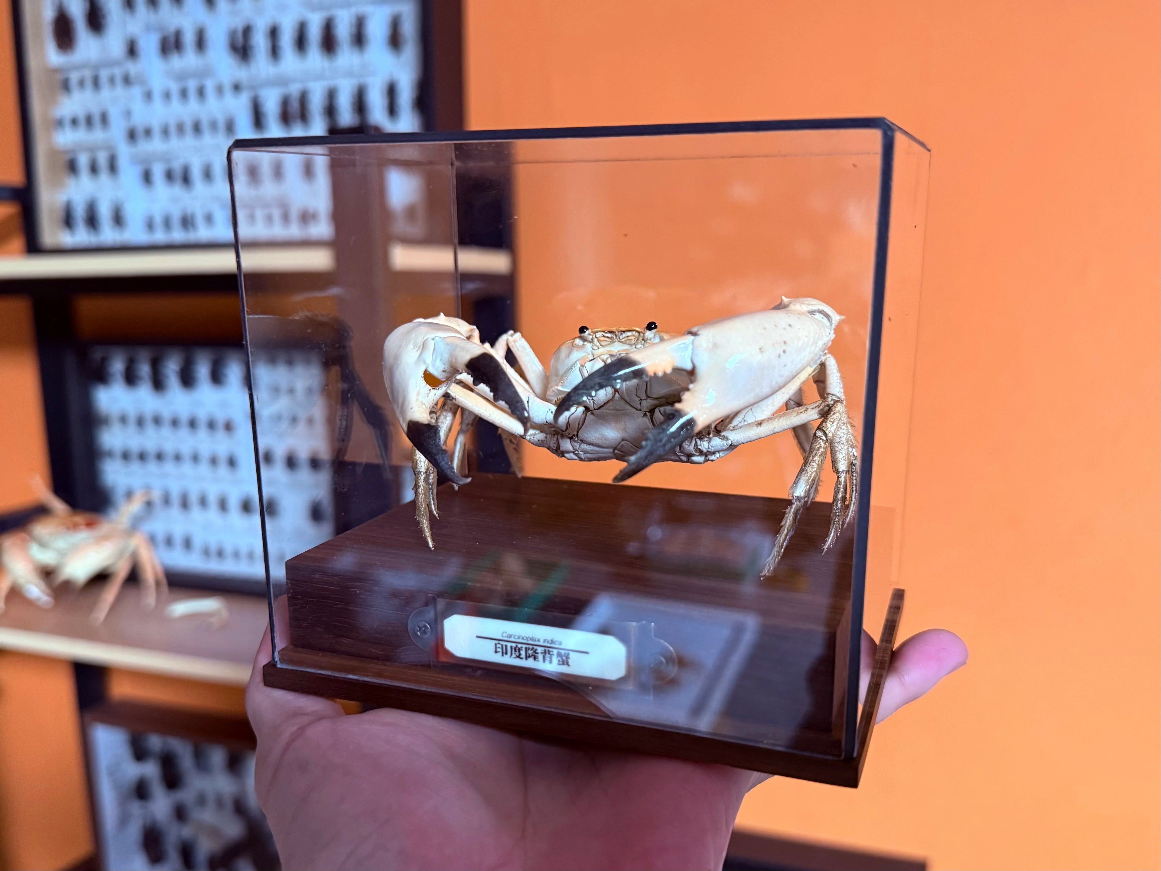 The Carcinoplax Indica - Rare Humpback Crab with Red Dorsal Spot