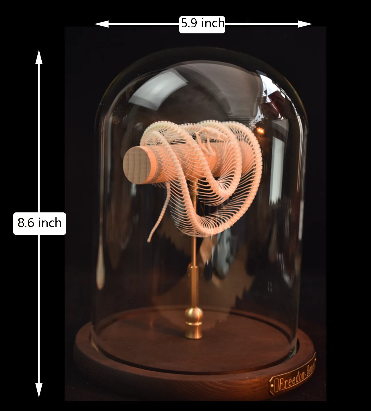 Natural Bone Snake Skeleton Specimen