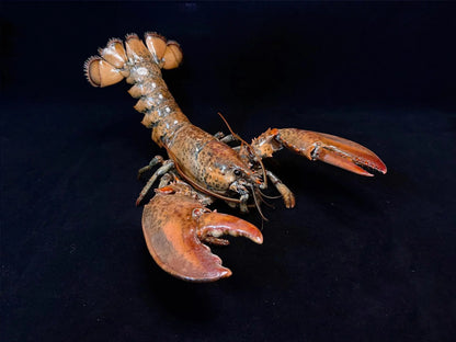 The Homarus Americanus - Preserved American Lobster Specimen