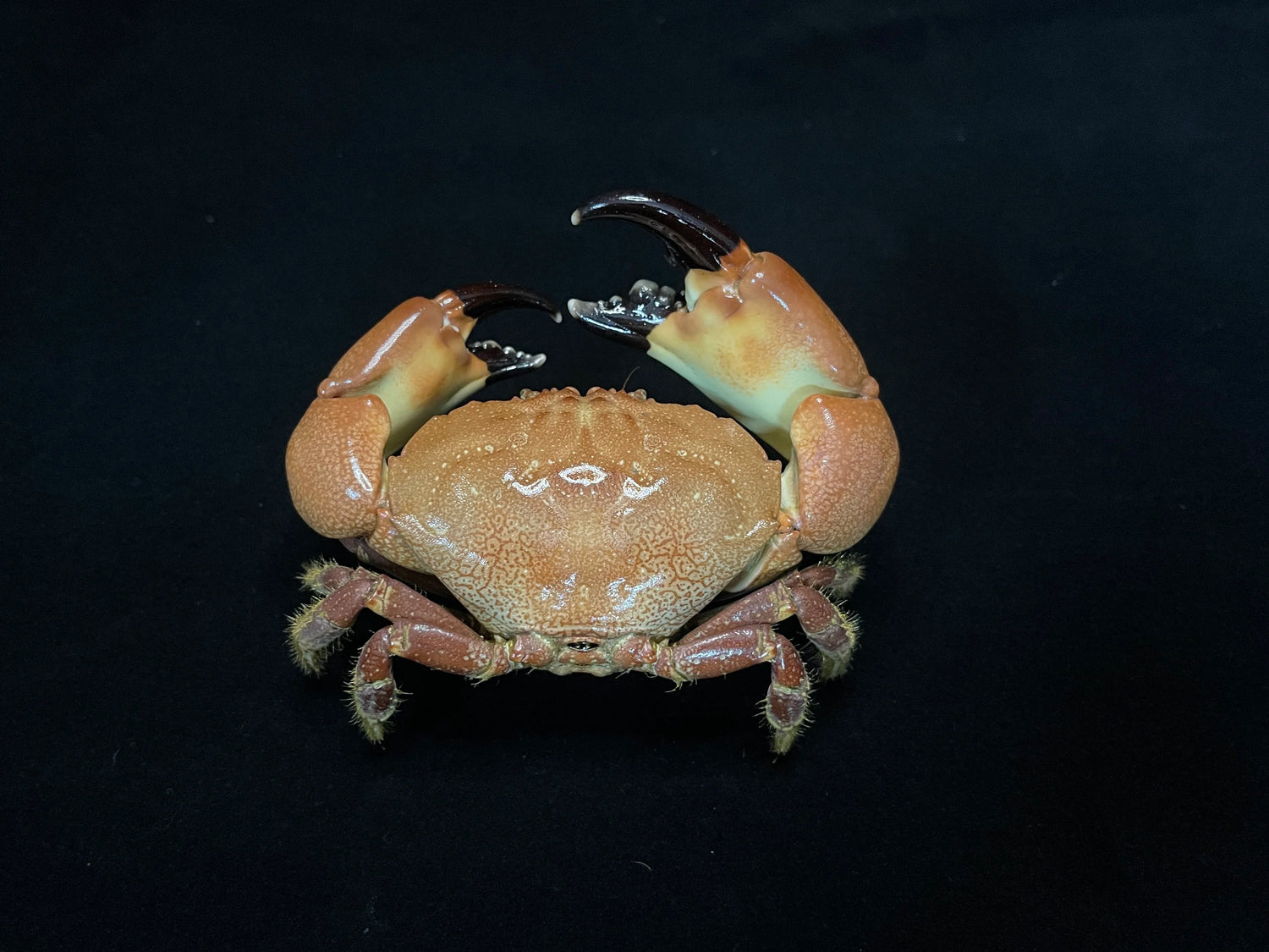 The Menippe Rumphii - Preserved Stone Crab Specimen with Oversized Claws