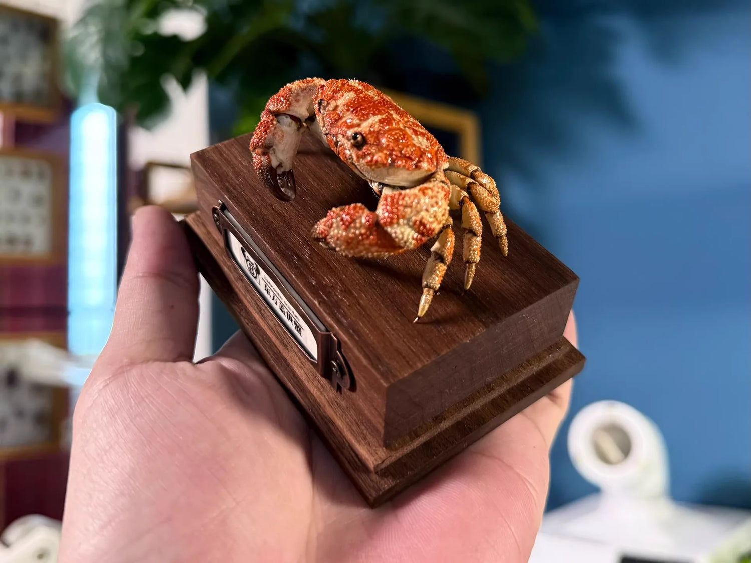 The Gaillardiellus Orientalis - Preserved Crab Specimen