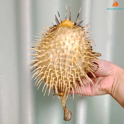 Preserved Pufferfish Specimen