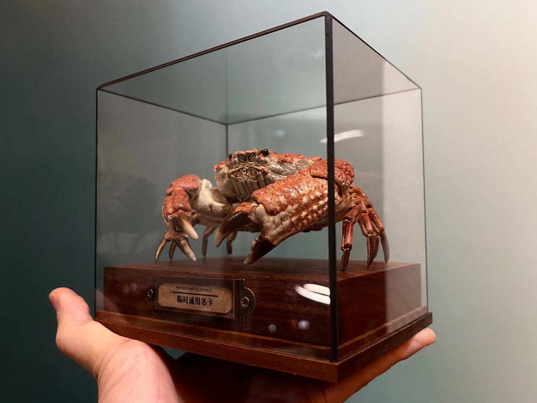 The Demania Baccalipes - Preserved Crab Specimen