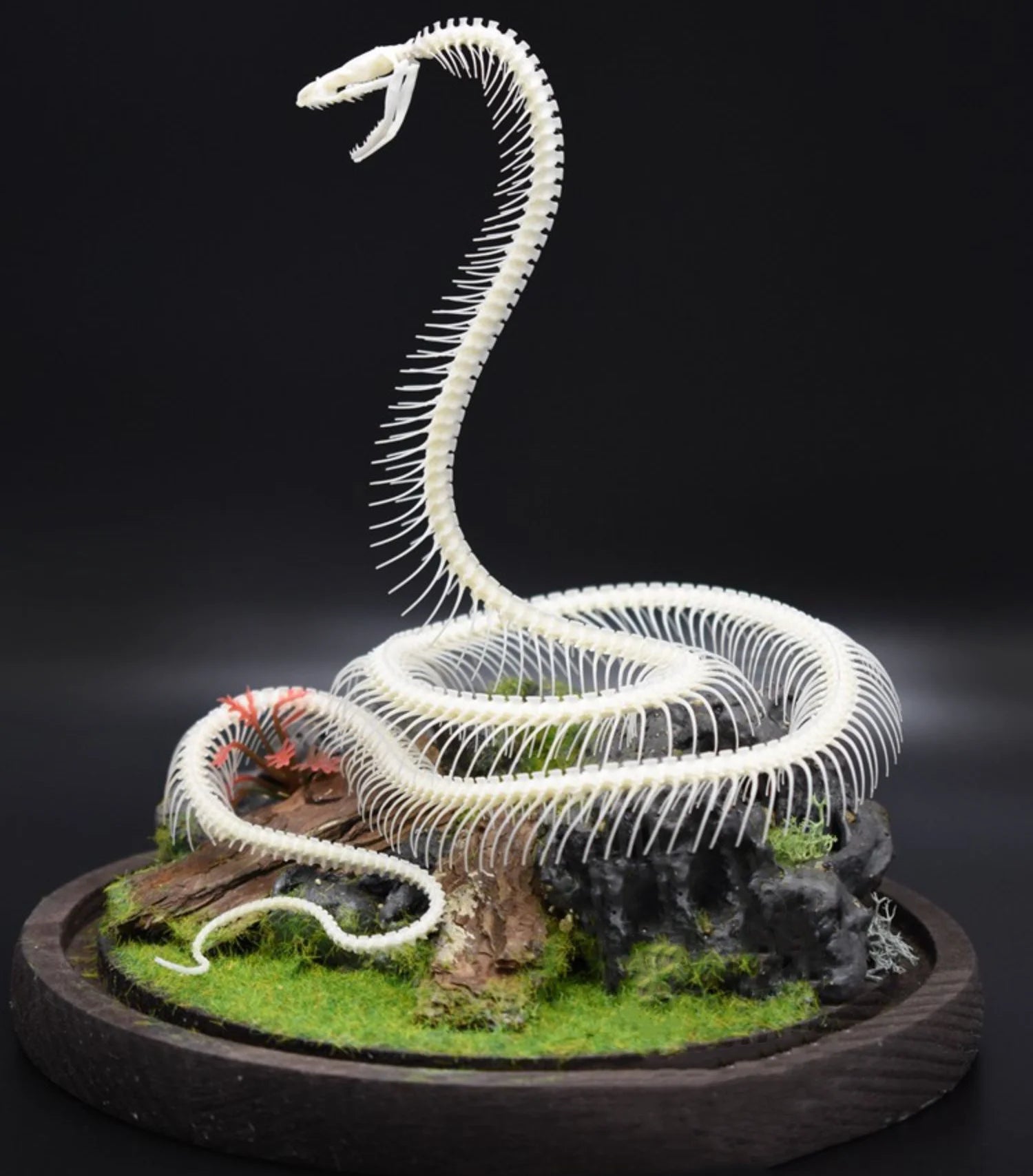 Natural Bone Snake Skeleton Specimen