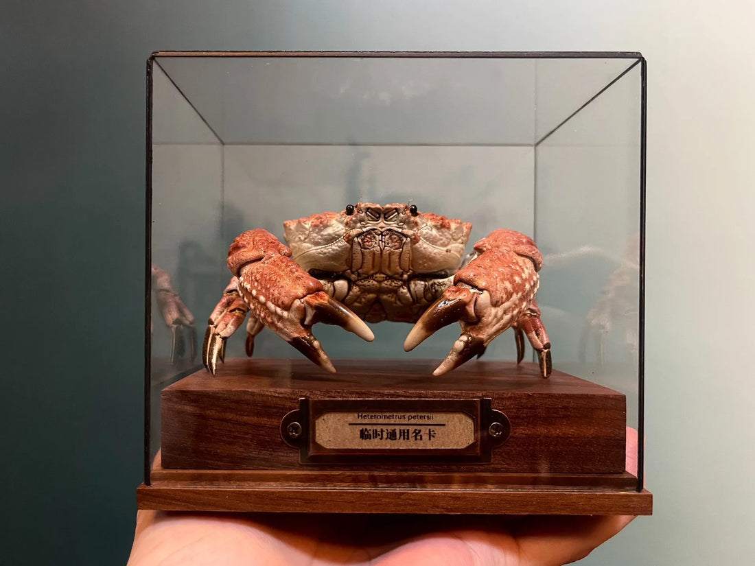 The Demania Baccalipes - Preserved Crab Specimen
