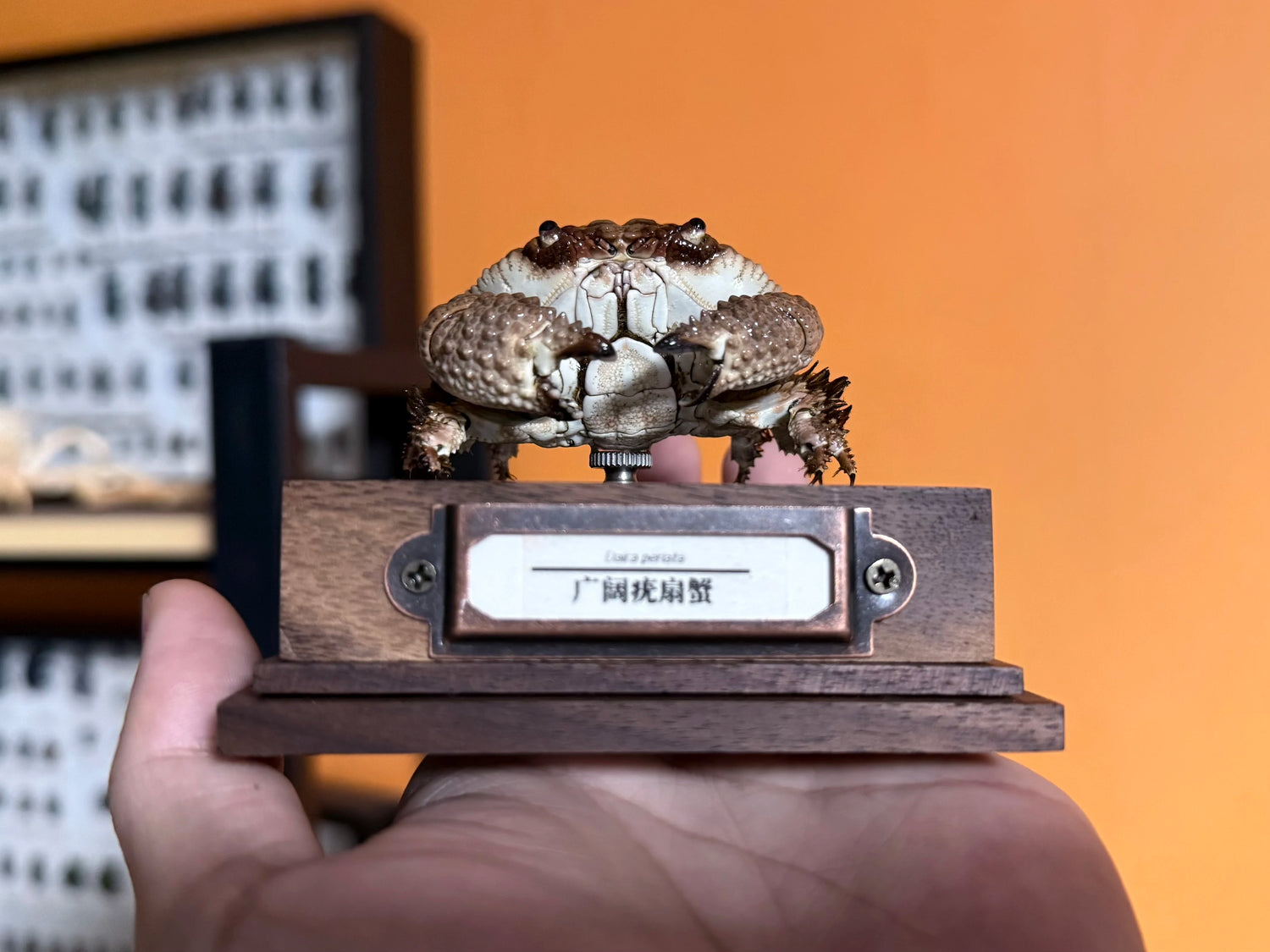 Daira Perlata - Pearl-Textured Crab with Bumpy Shell