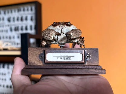 Daira Perlata - Pearl-Textured Crab with Bumpy Shell