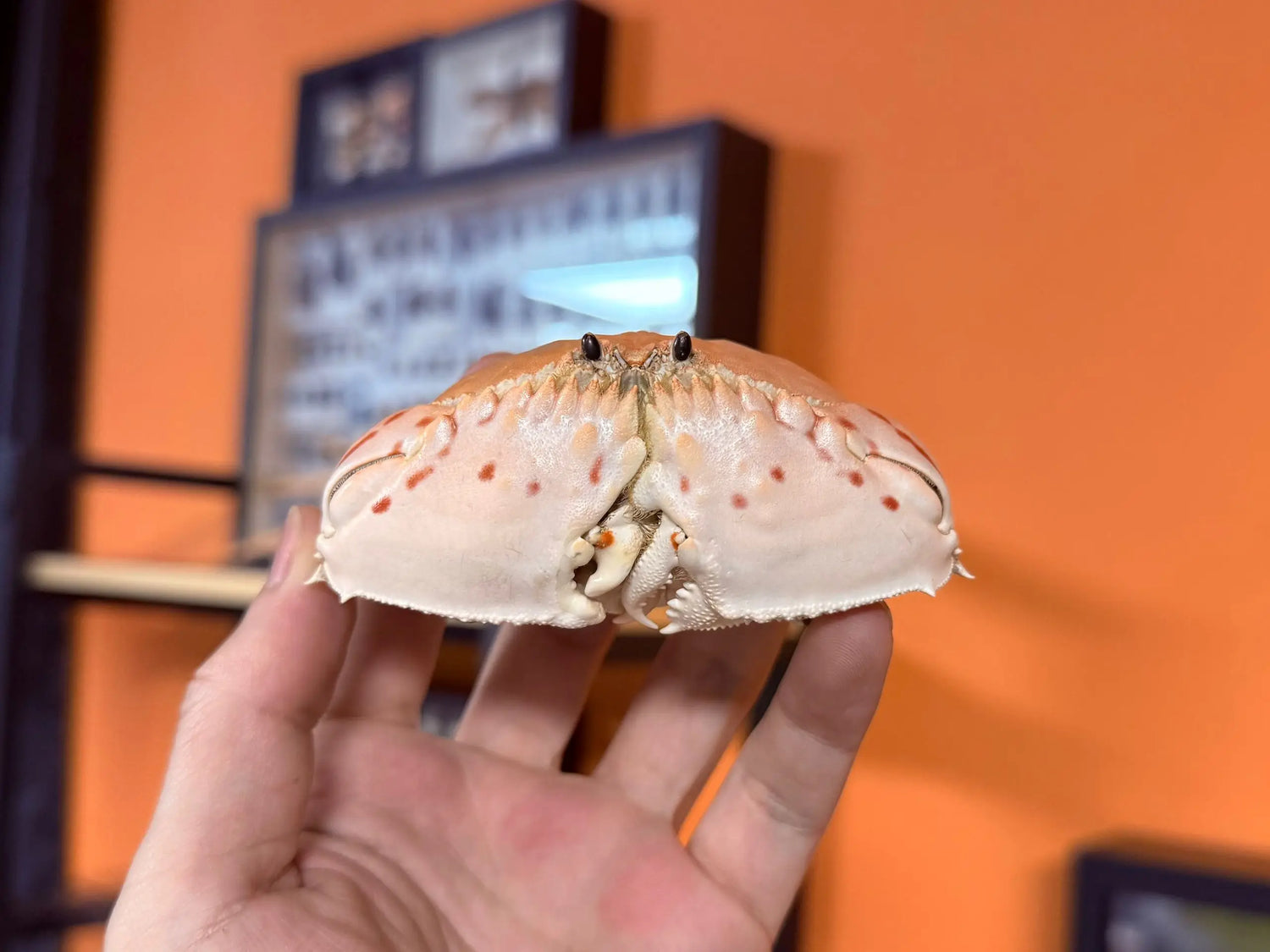 Calappa Lophos - Box Crab Specimen with Spotted Dome Shell