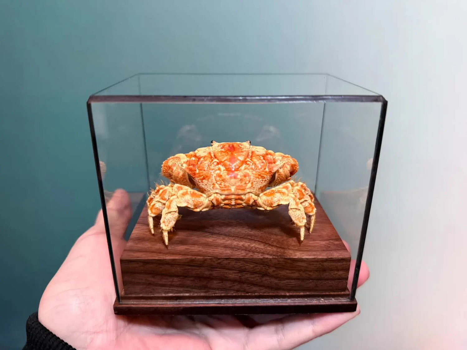 The Lophozozymus Incisus - Preserved Angular Crab Specimen