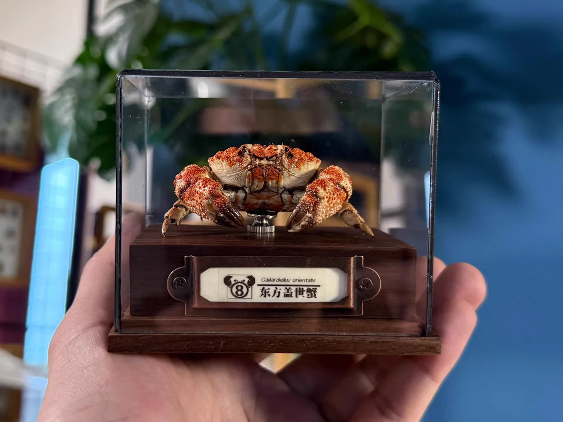 The Gaillardiellus Orientalis - Preserved Crab Specimen